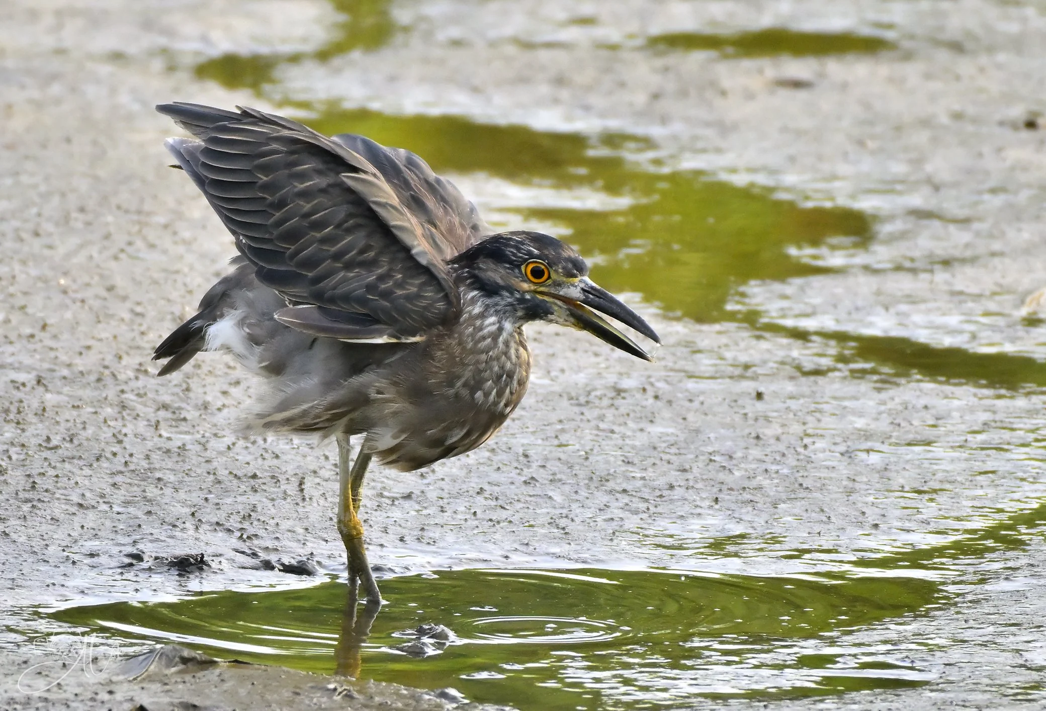 Awww Quard
(Yellow-Crowned Night Heron)
0Z86112_01