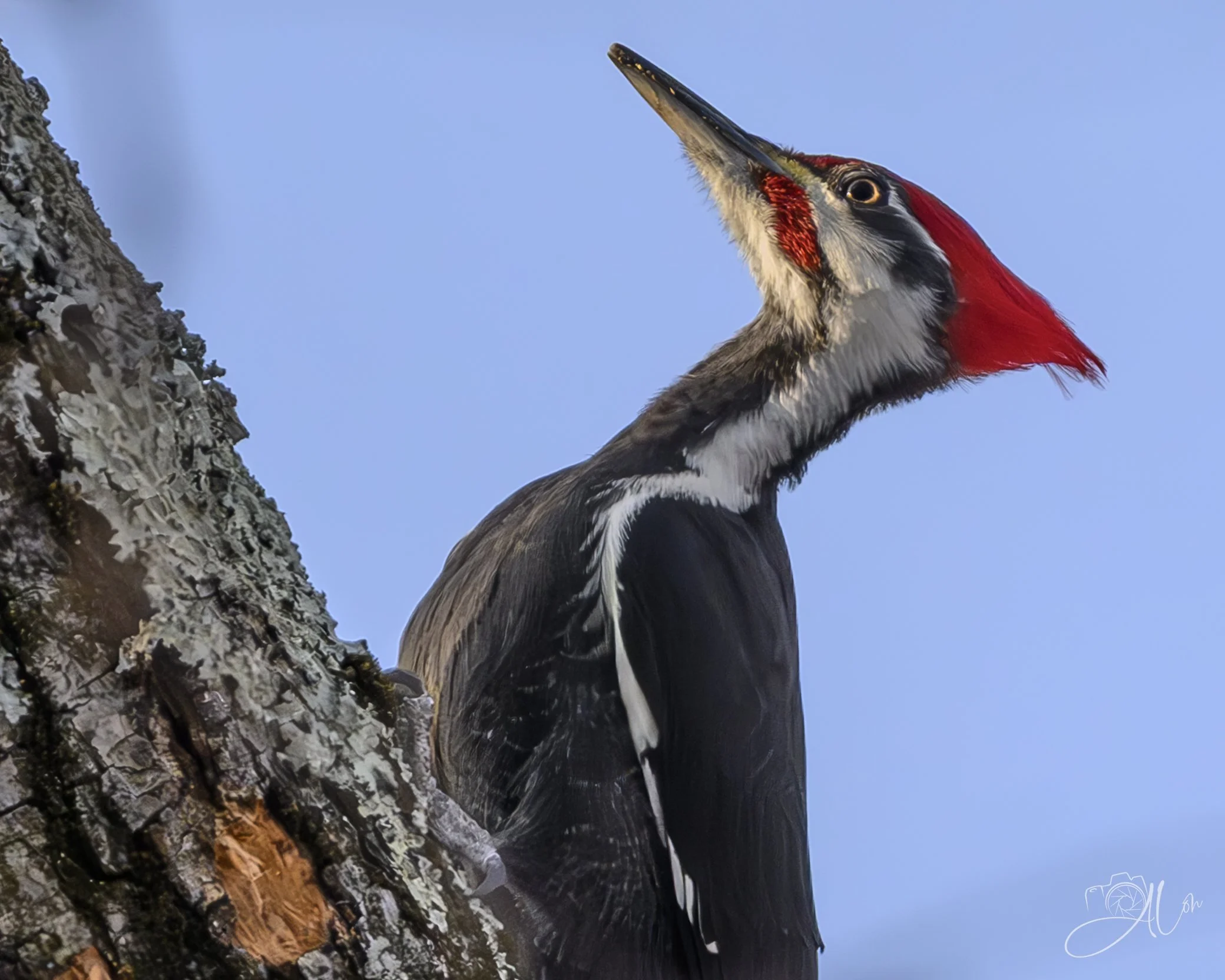 Chin Up!
(Pileated Woodpecker)
0Z88124