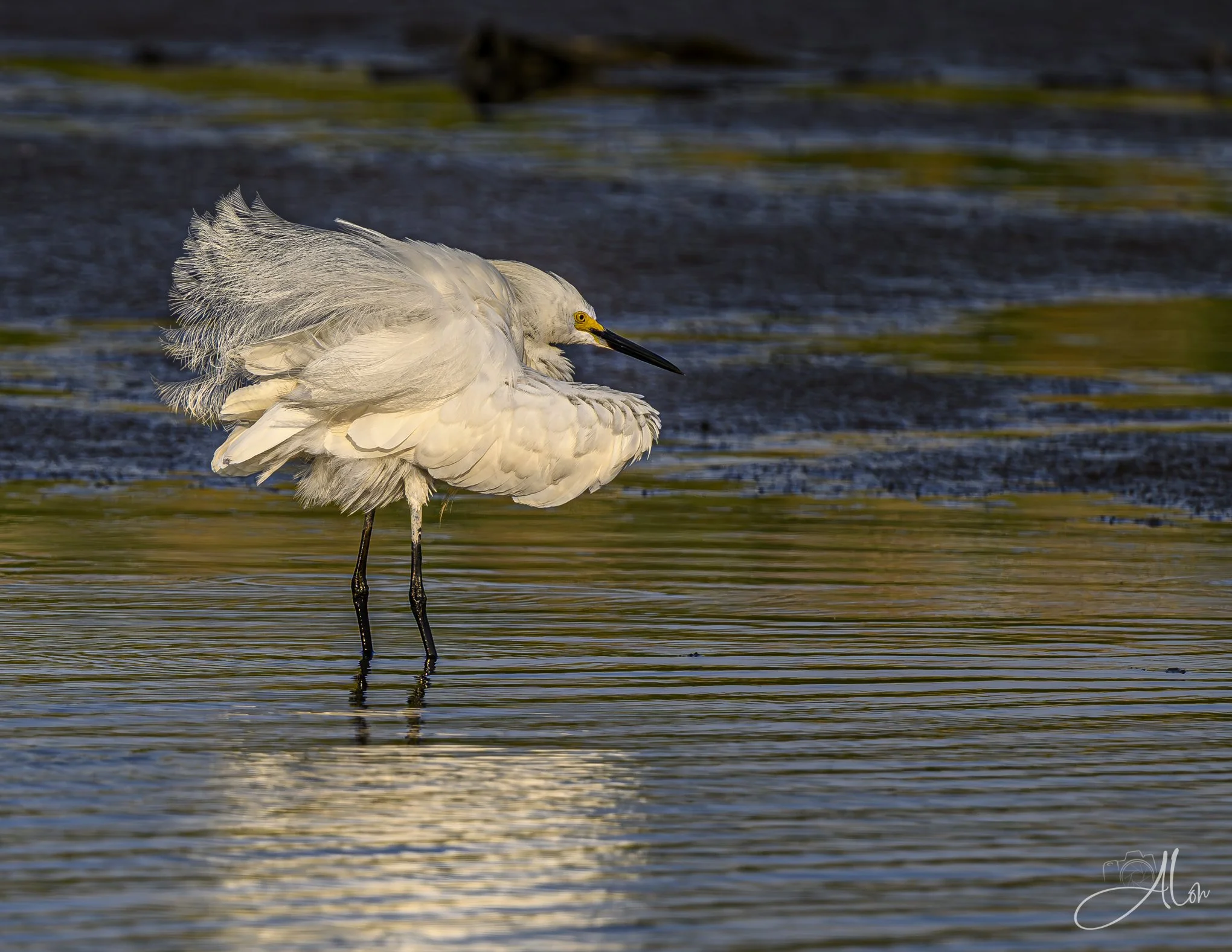 Glovey (Snowy Egret) Z8062926_7675