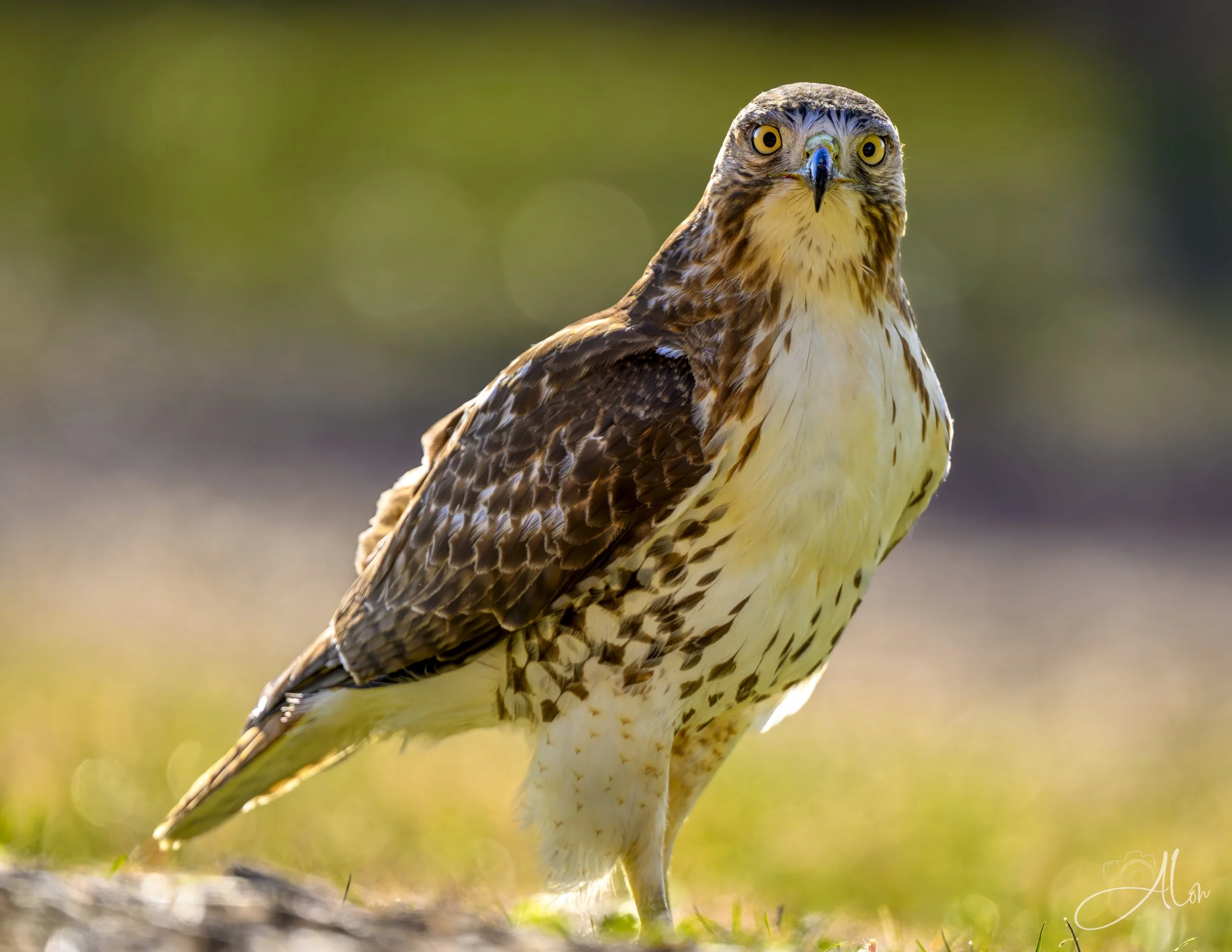 Protecting My Stash (Red-Tailed Hawk) 0Z81399
