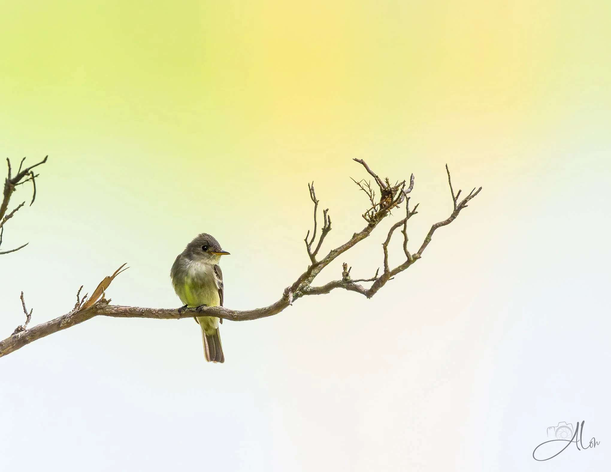 A Warm Glow (Willow Flycatcher) 0Z83998