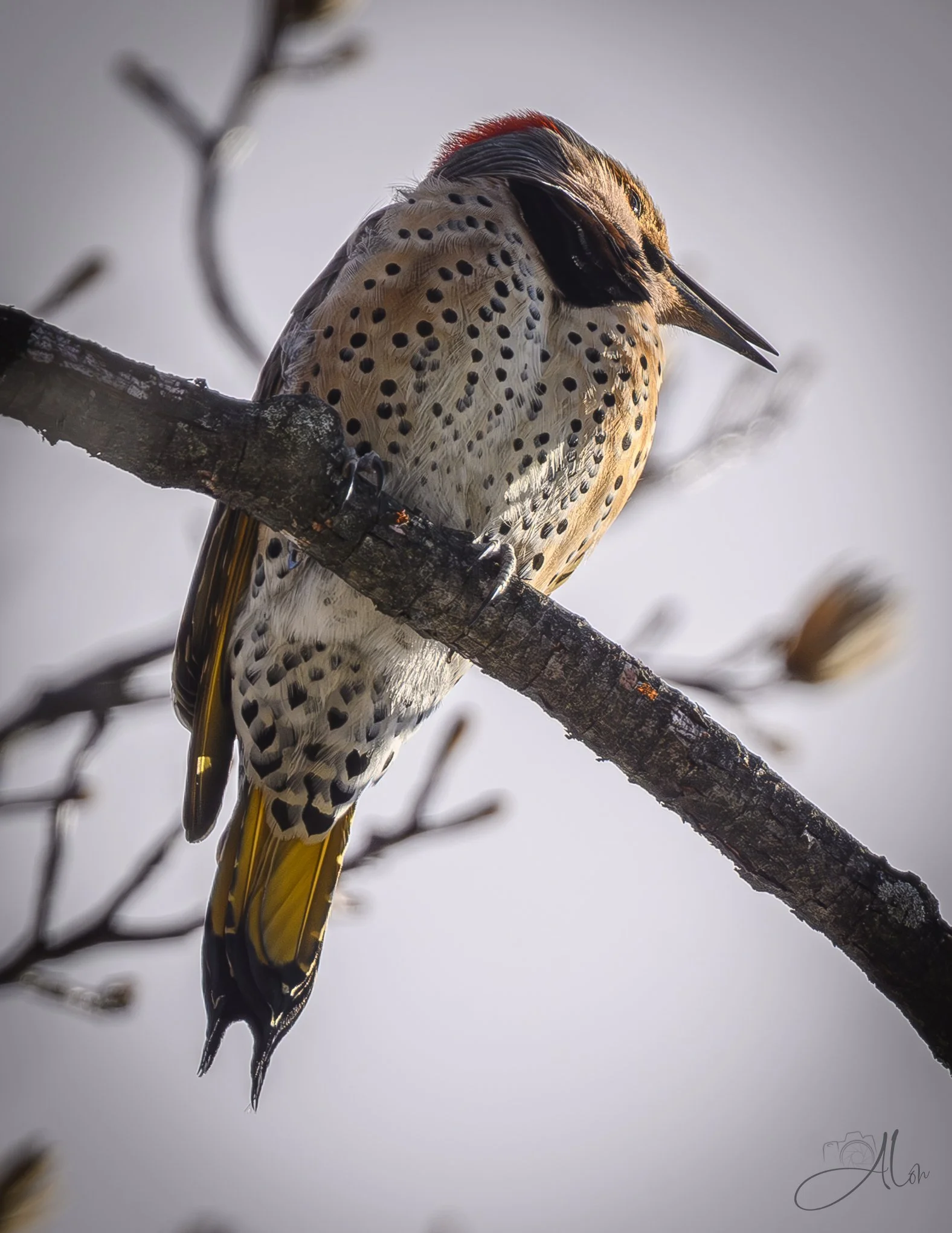 Lips Parted
(Northern Flicker)
0Z85188