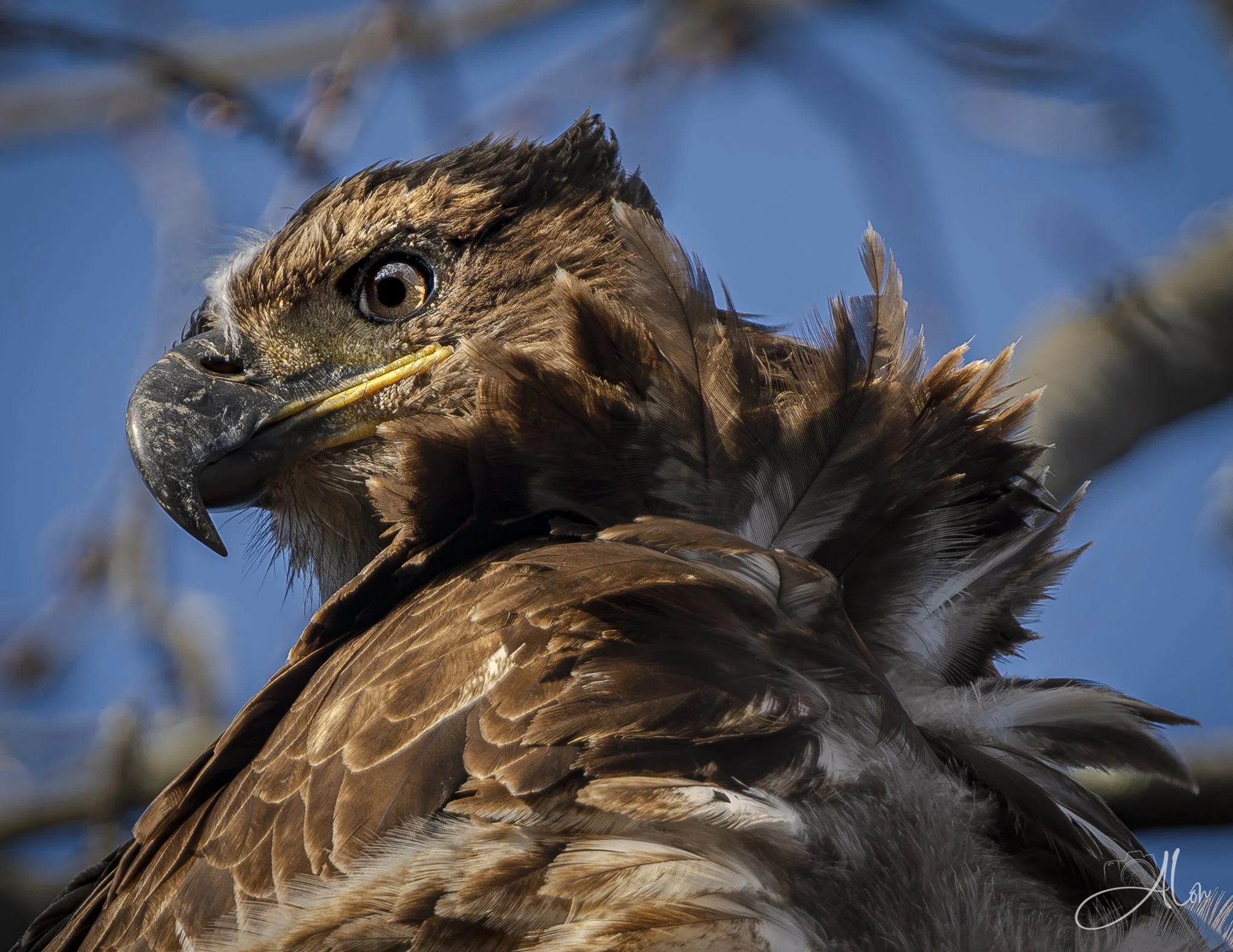 Ruffled
(Bald Eagle)
0Z84749