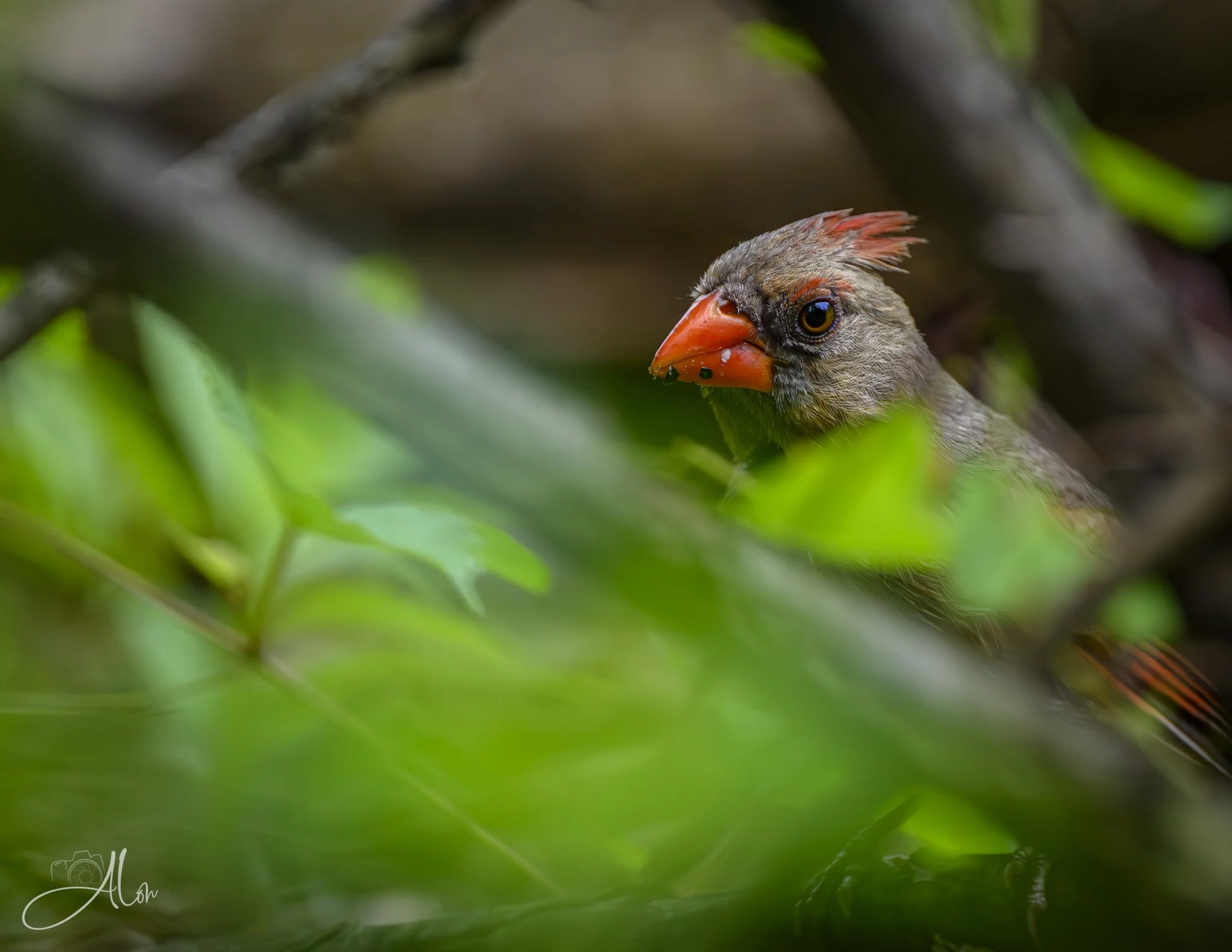 Recon (Northern Cardinal) Z8062726_3764