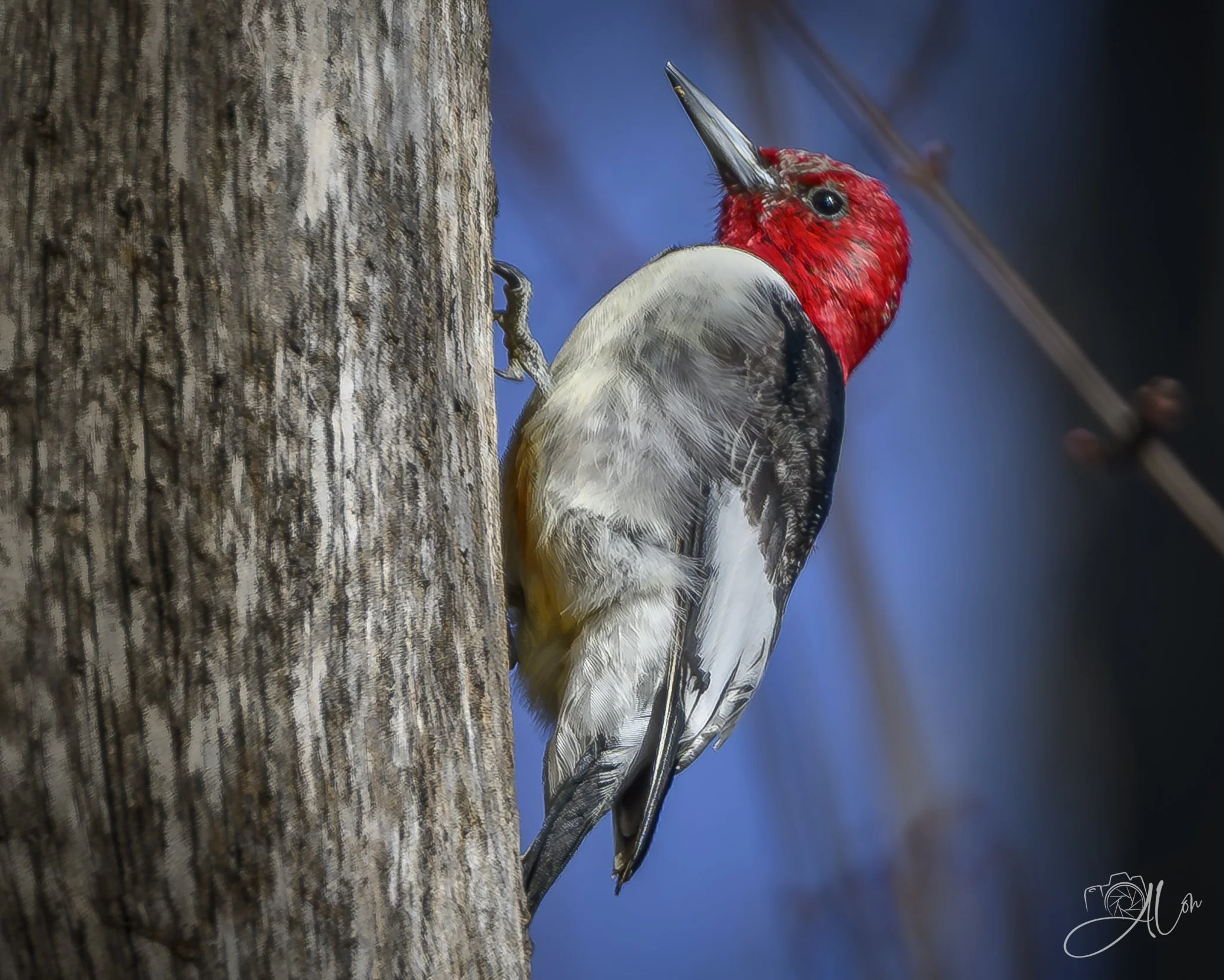 Goal-Oriented
(Red-Headed Woodpecker)
0Z86779