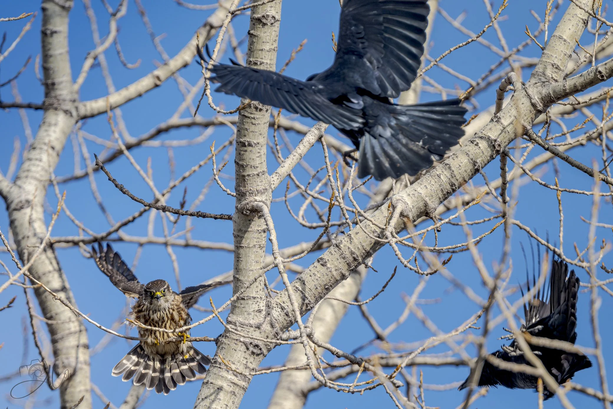 Attack of the Fish Crows
(Merlin + Fish Crows)
0Z89006