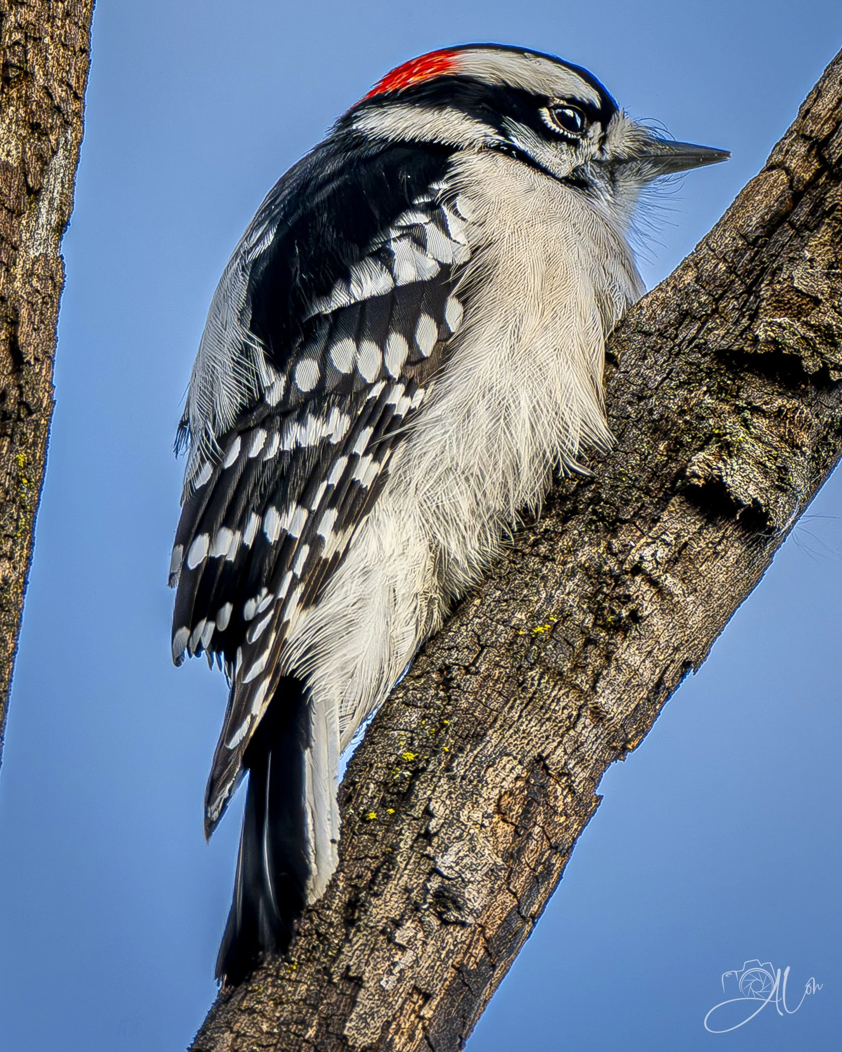 Robert Downy
(Downy Woodpecker)
0Z86098