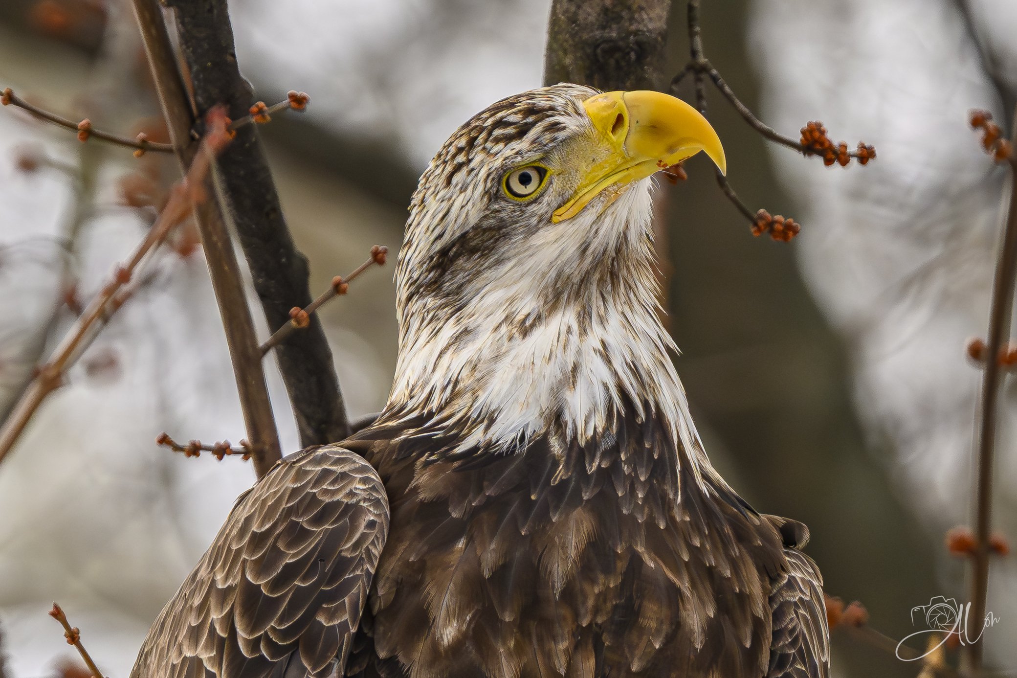 Daydream Believer
(Bald Eagle)
0Z88689