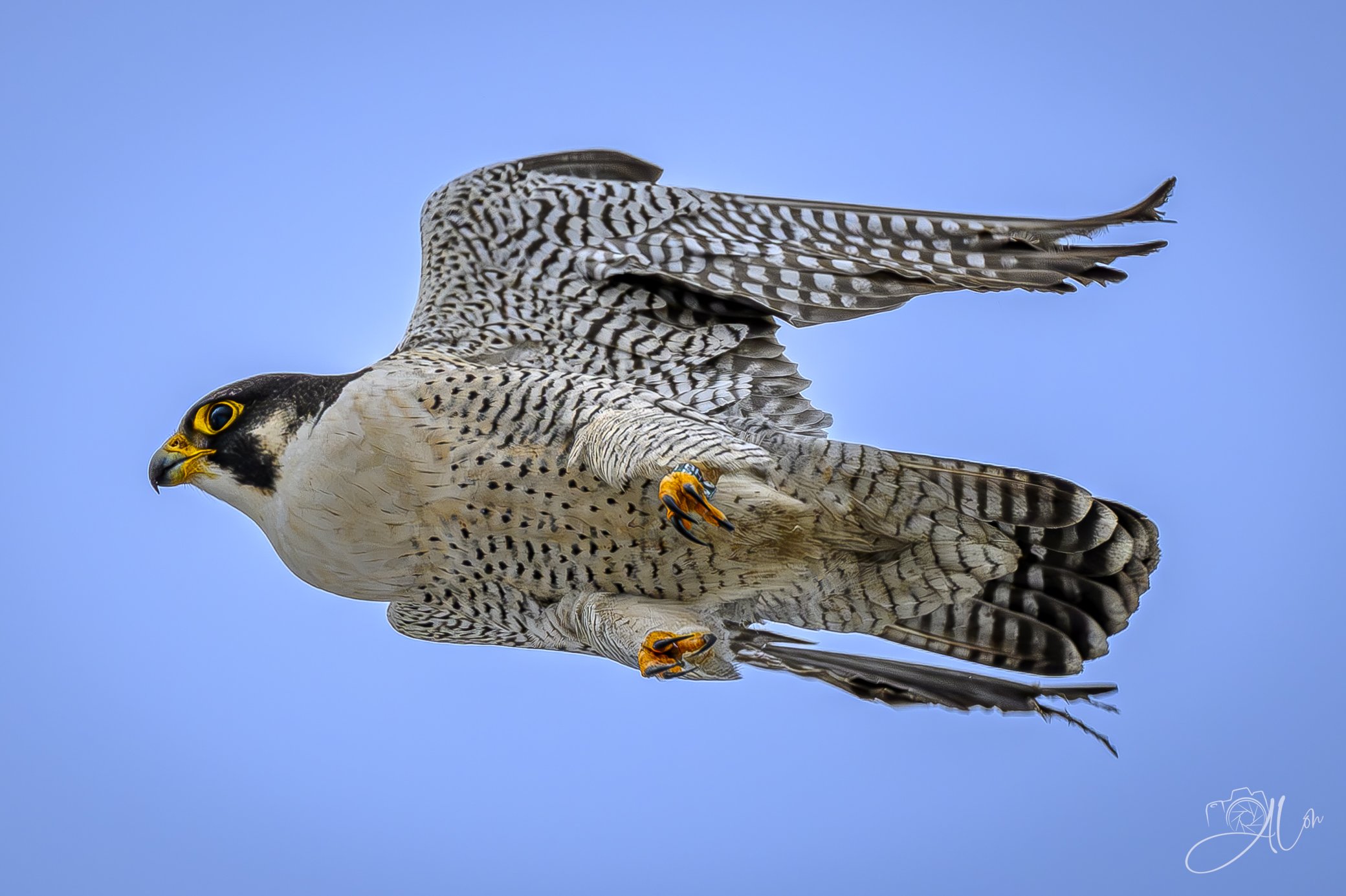 Getting Up To Speed
(Peregrine Falcon)
0Z82893