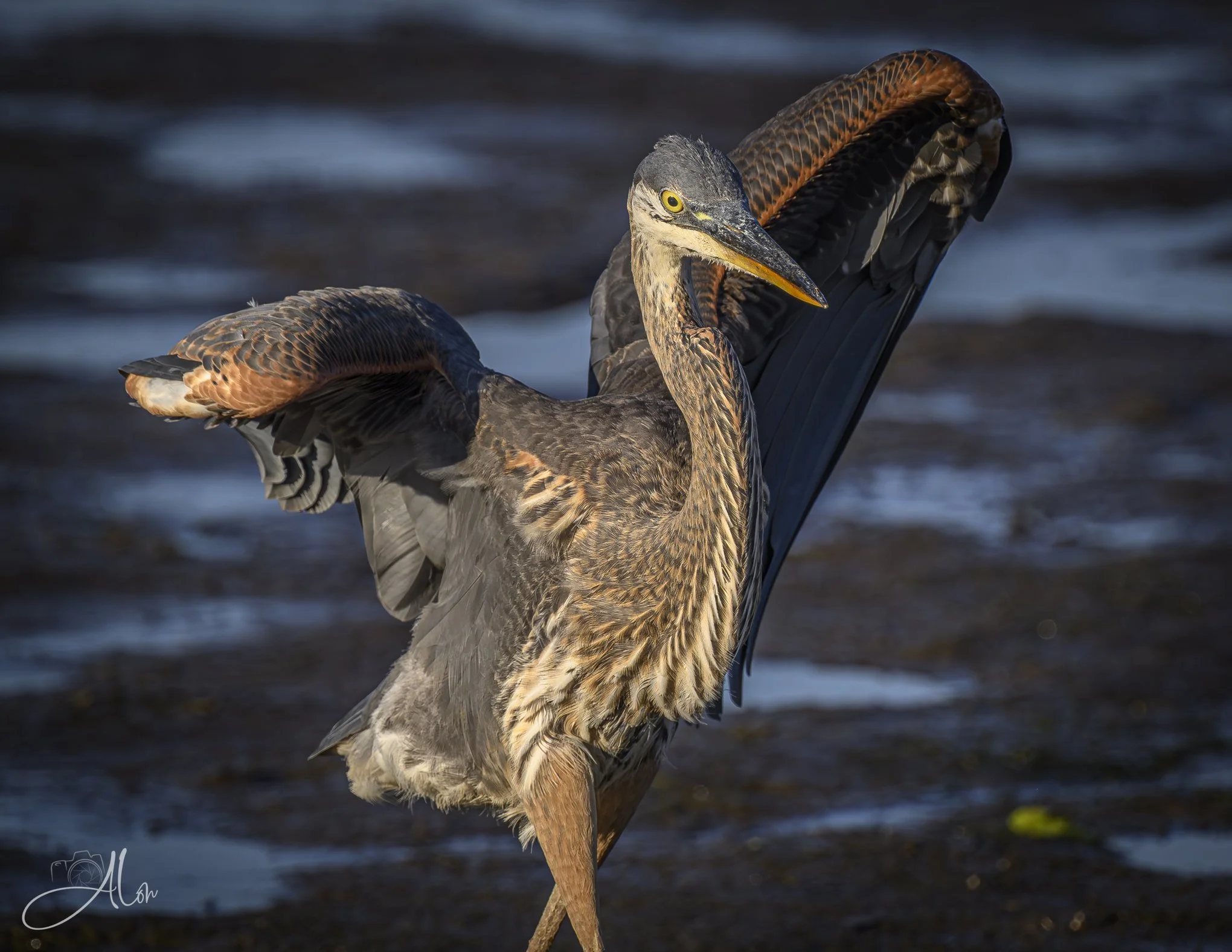 Victoria (Great Blue Heron) Z8070426_7039