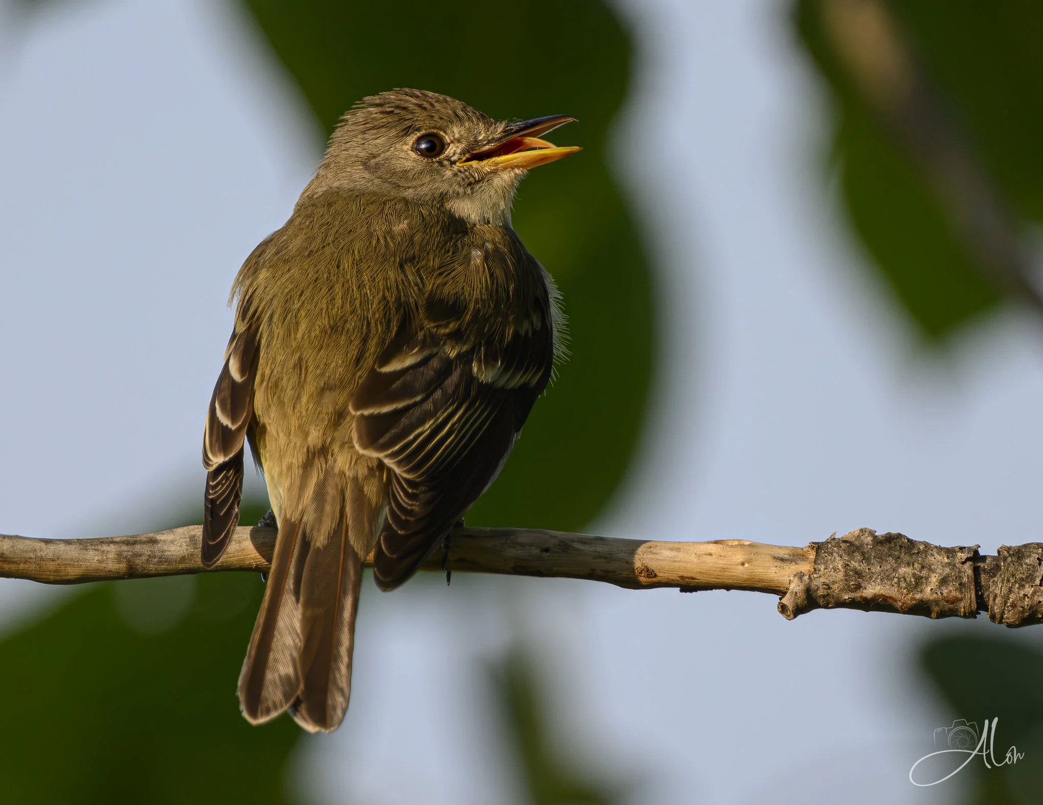 Nice Tongue Action! (Willow Flycatcher) 071726_4532