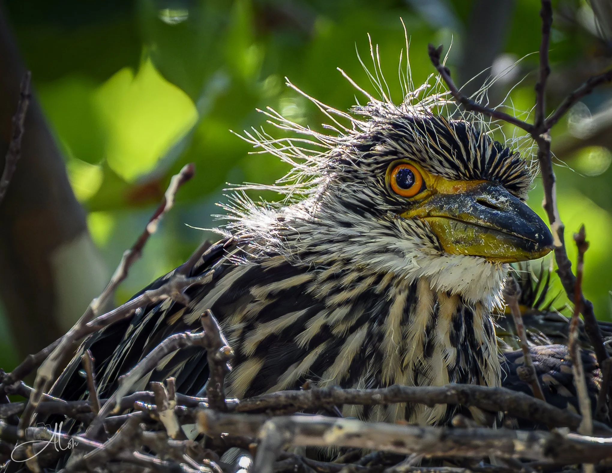 The Family Brat (Yellow-Crowned Night Heron) Z8062026_7114