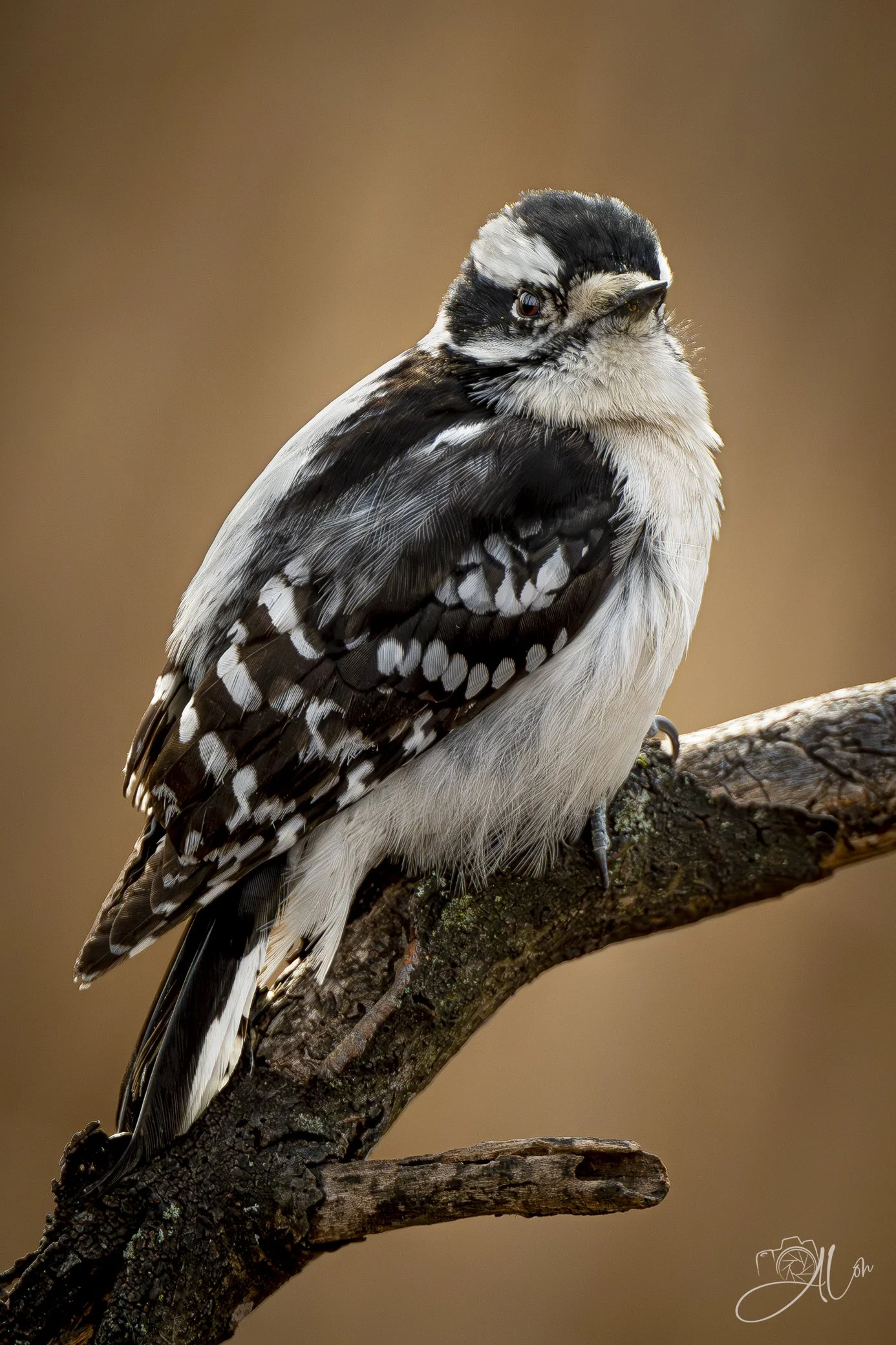 Stoic
(Downy Woodpecker)
0Z83121