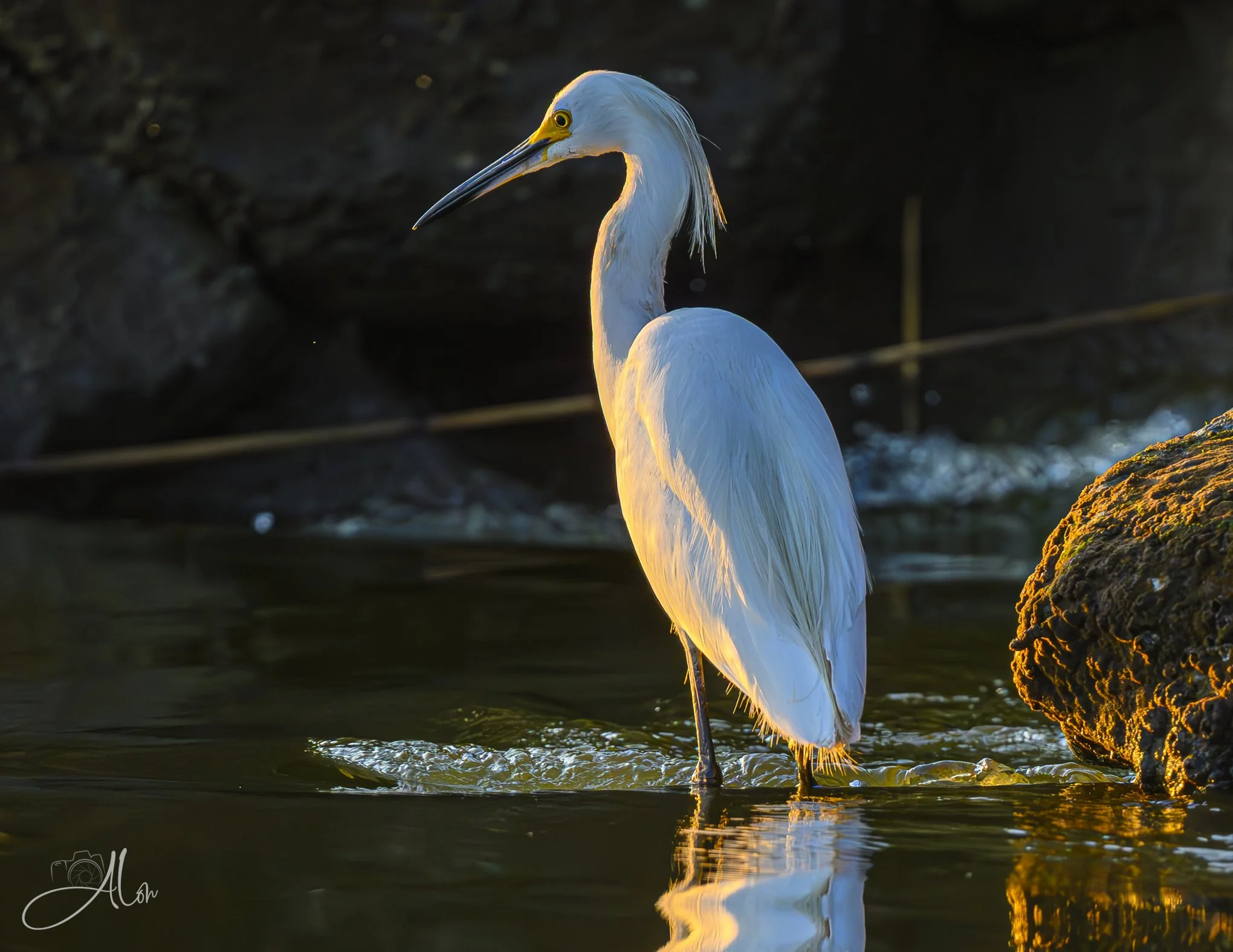 Channeling (Snowy Egret) 20260731_0003