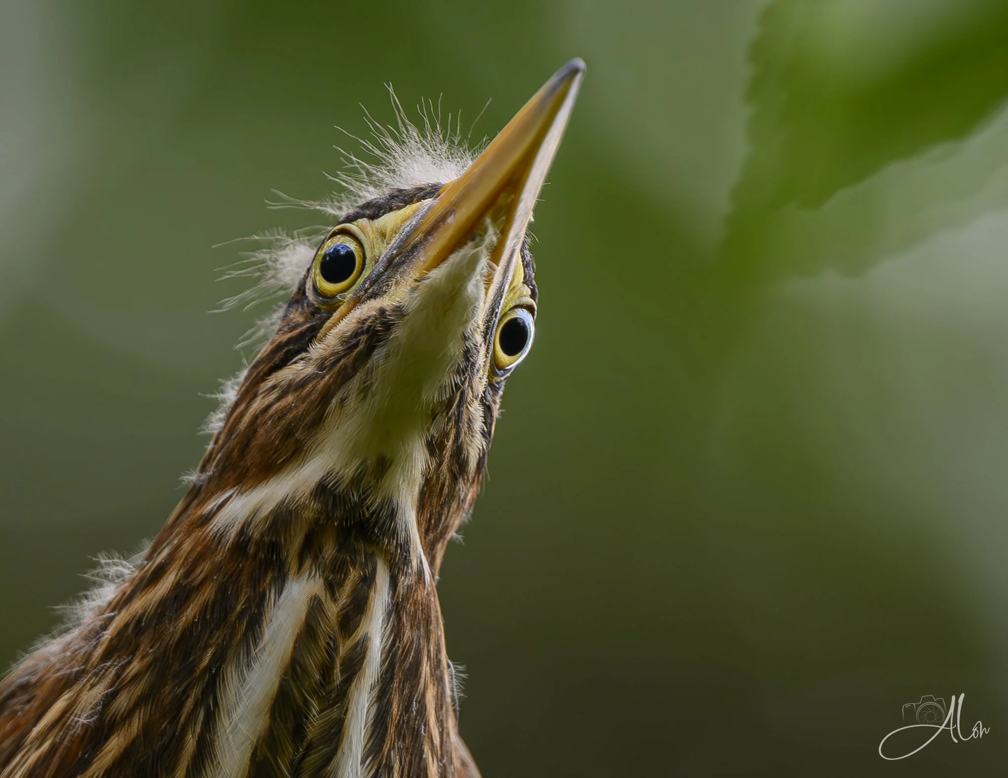 Superiority Complex (Green Heron) 20260711_0121