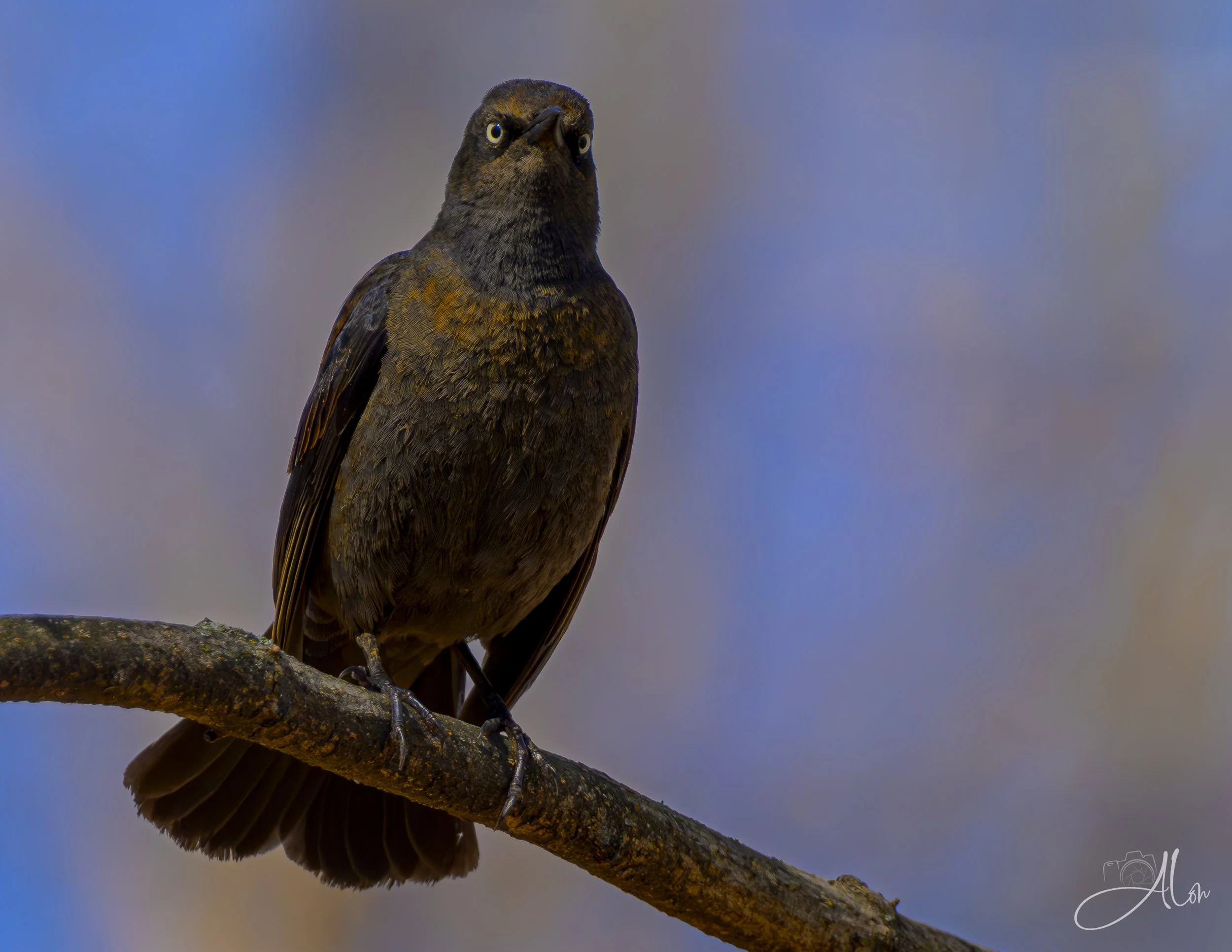 Iron-Willed (Rusty Blackbird) 0Z82126
