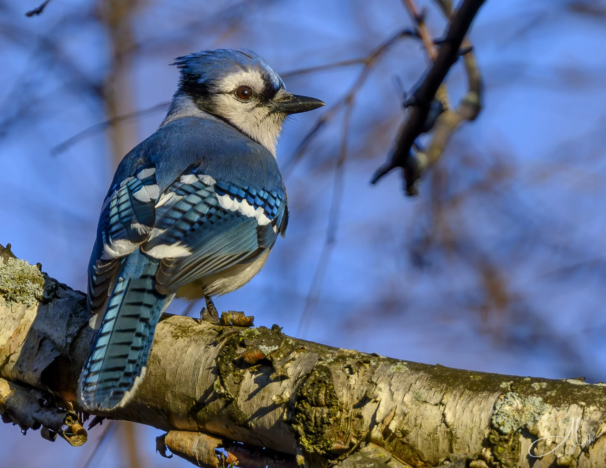 A Chill Moment
(Blue Jay)
0Z89013