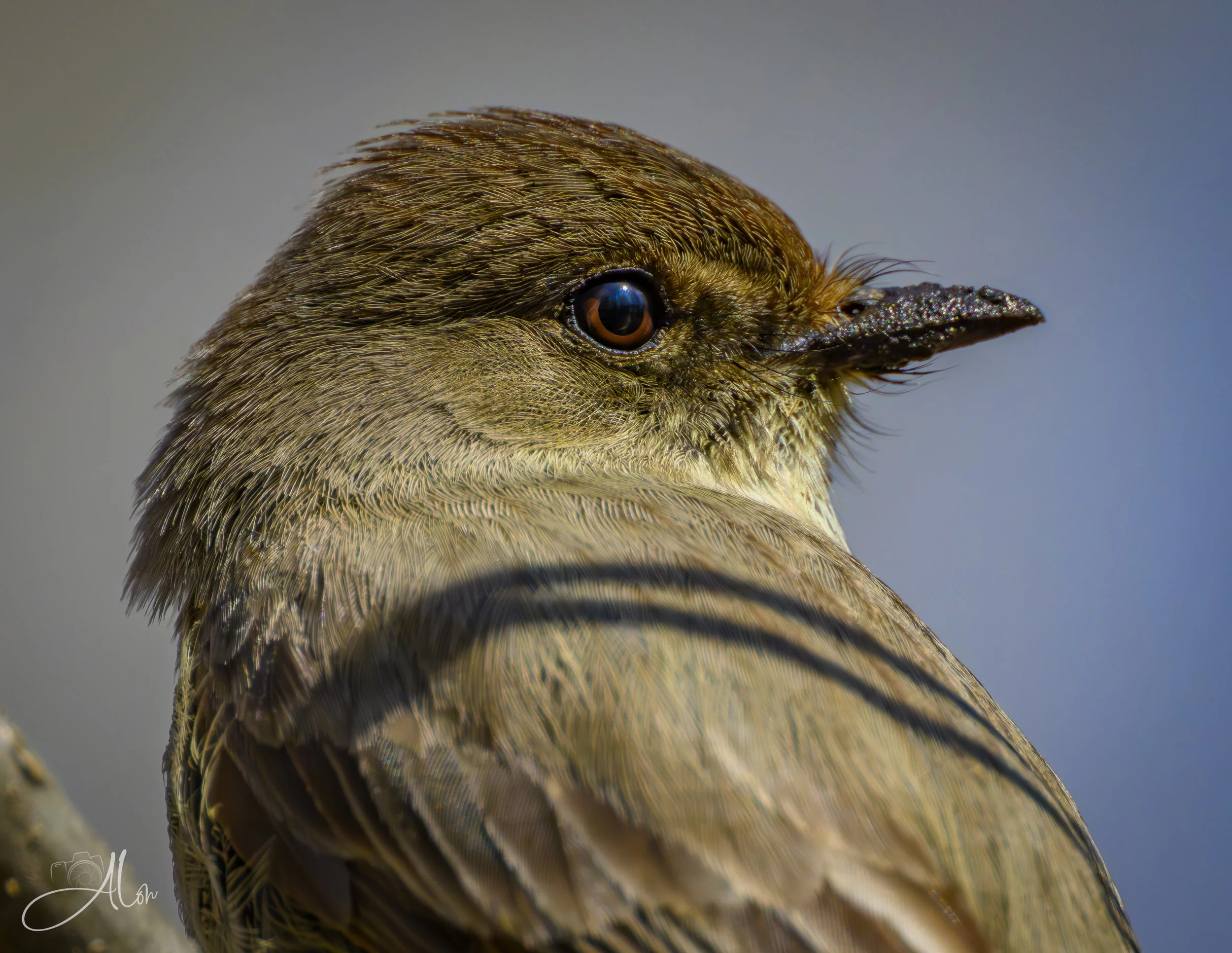 Eastern Phoebe