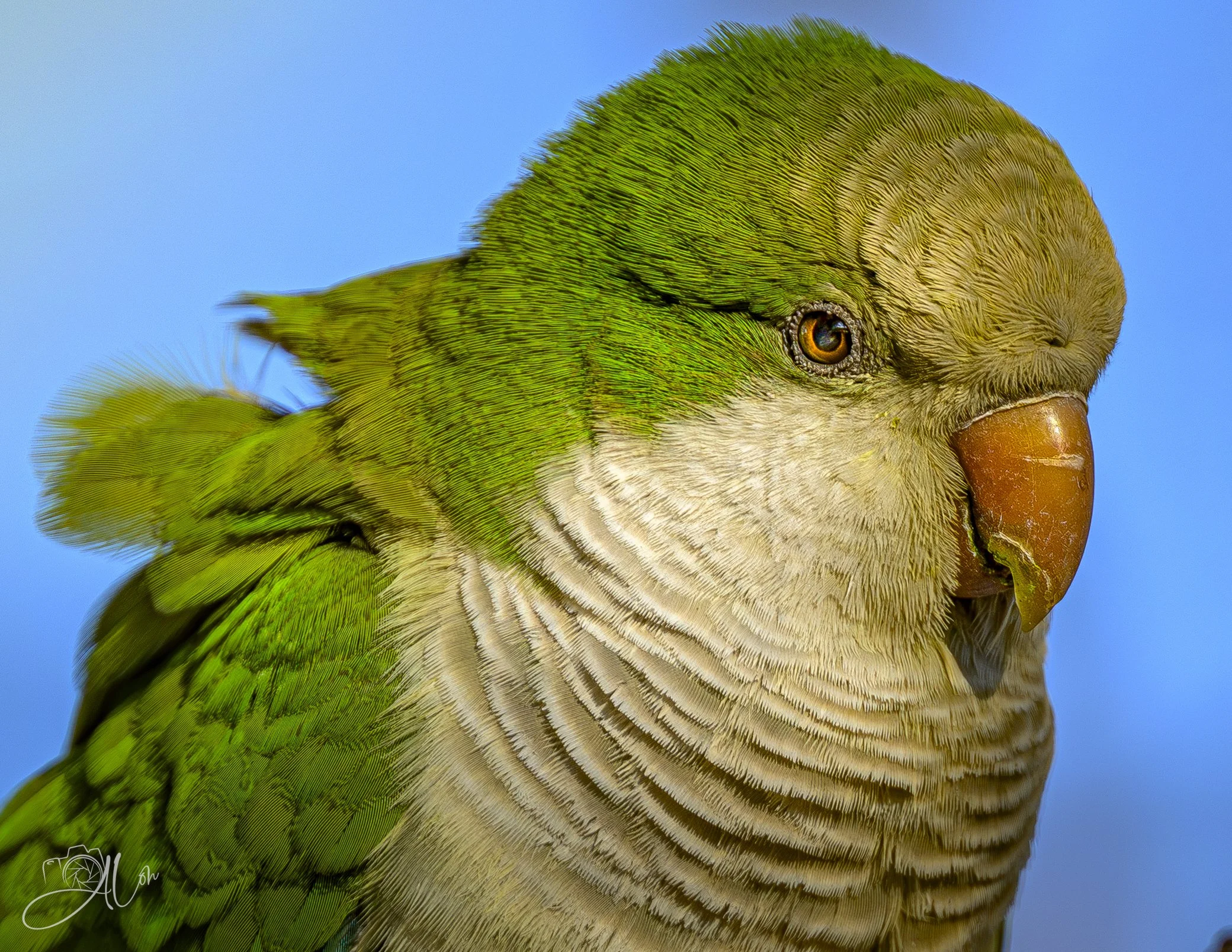What the Hell Am I Doing in Jersey?
(Monk Parakeet)
0Z87844