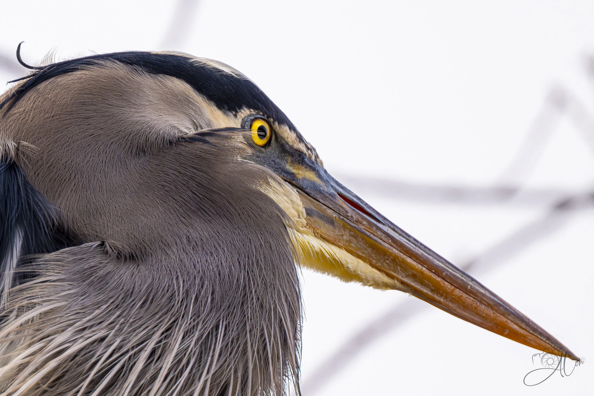 Alfalfa
(Great Blue Heron)
0Z83421