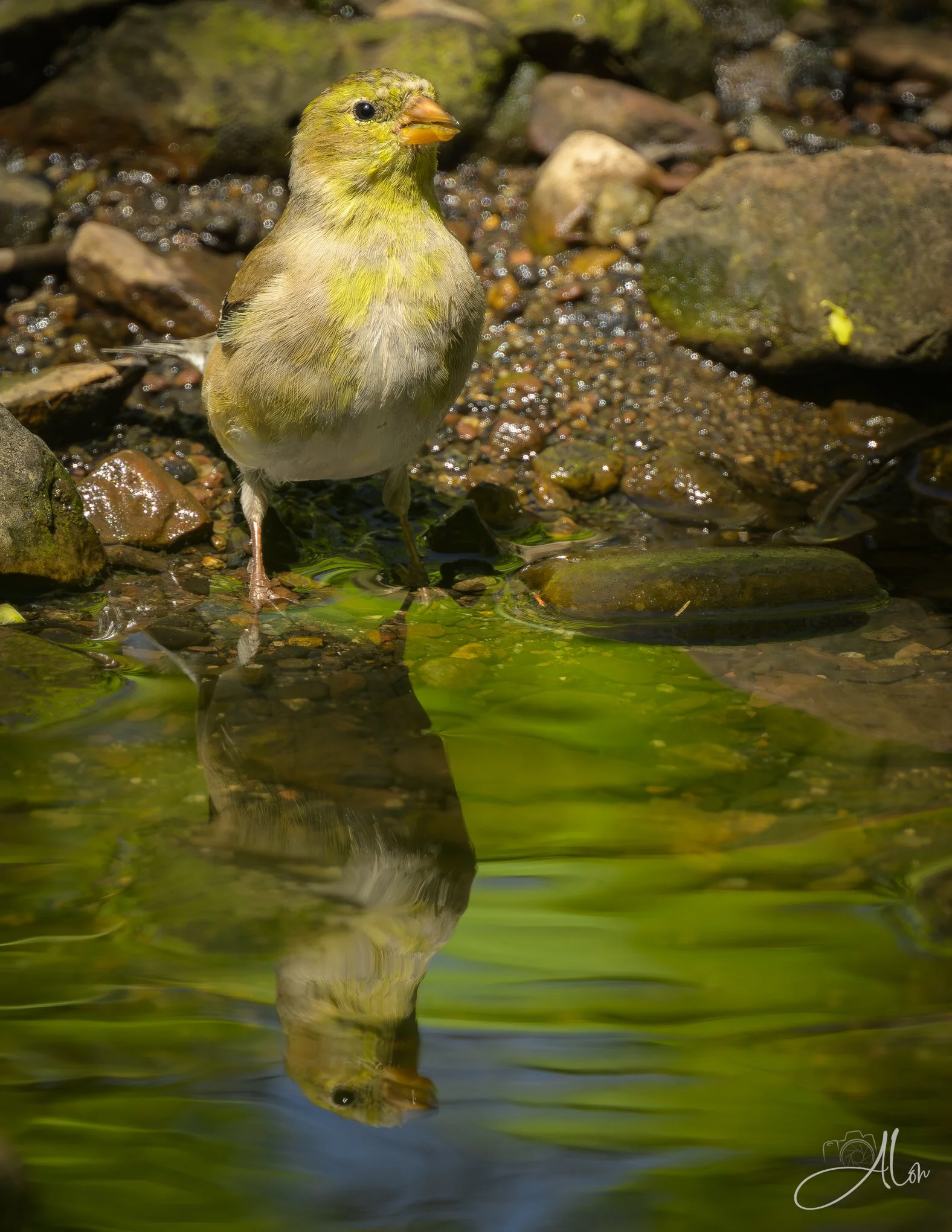 Emerald Fountain
(American Goldfinch)
0Z87088