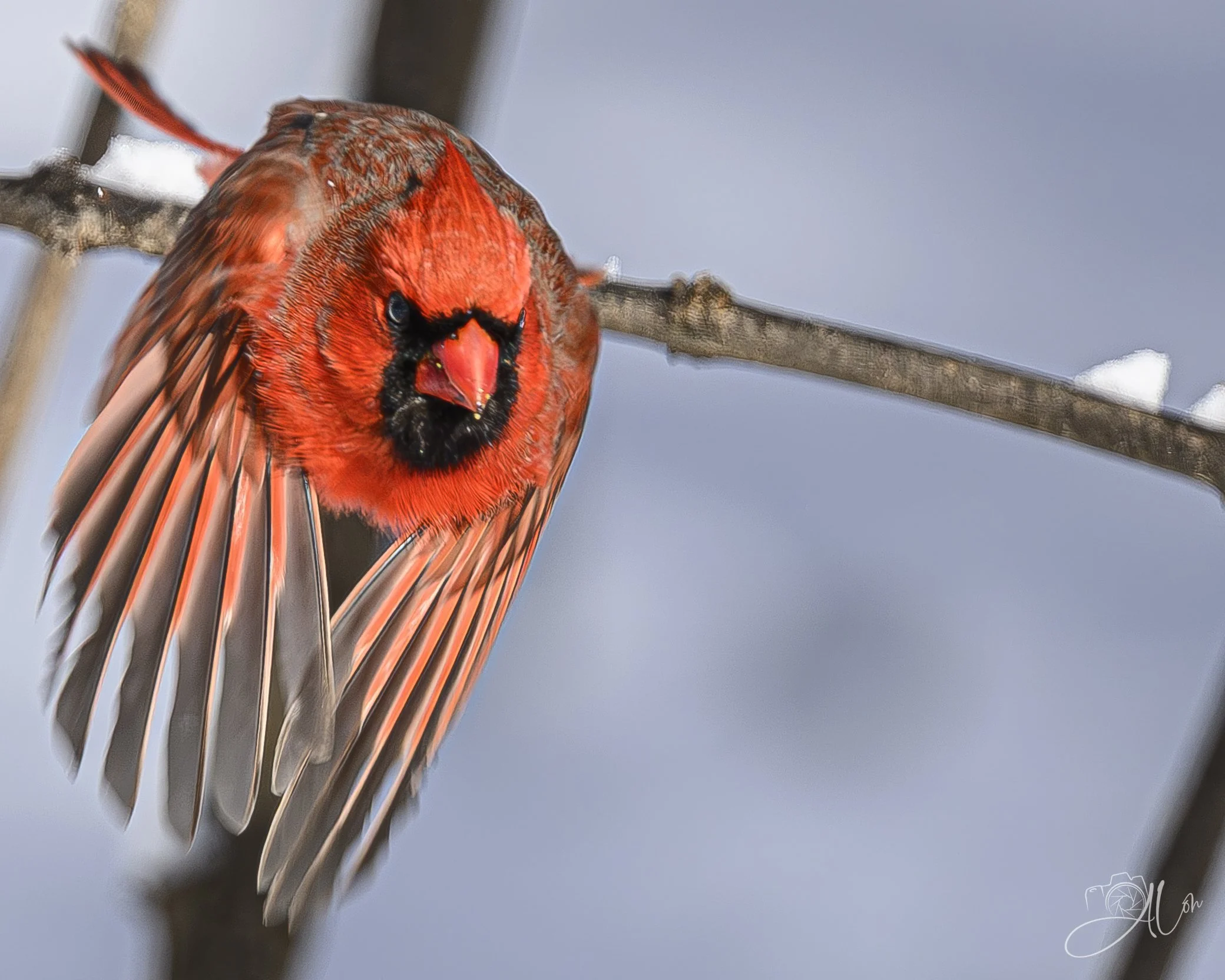 First Responder
(Northern Cardinal)
0Z85768