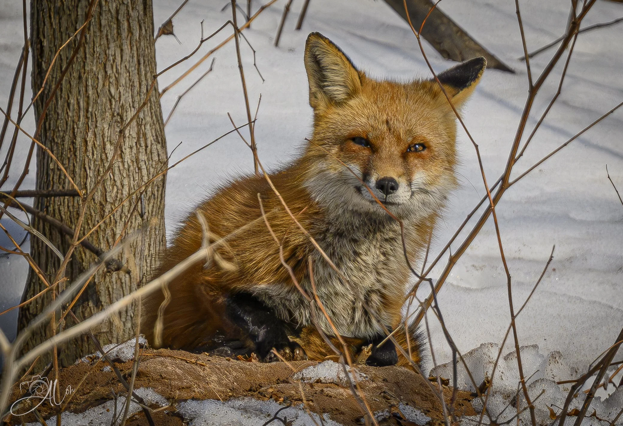 Fred Sanford
(Red Fox)
0Z87413