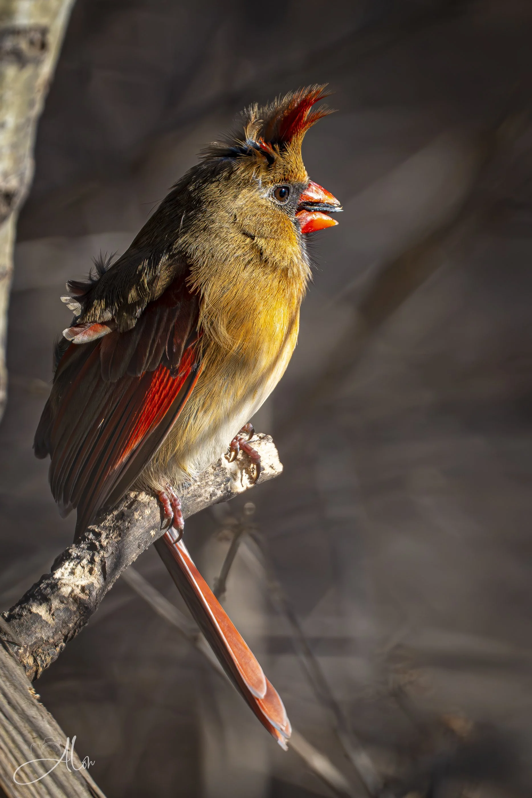 A Little Heavy on the Blowdryer (Northern Cardinal) 0Z85772