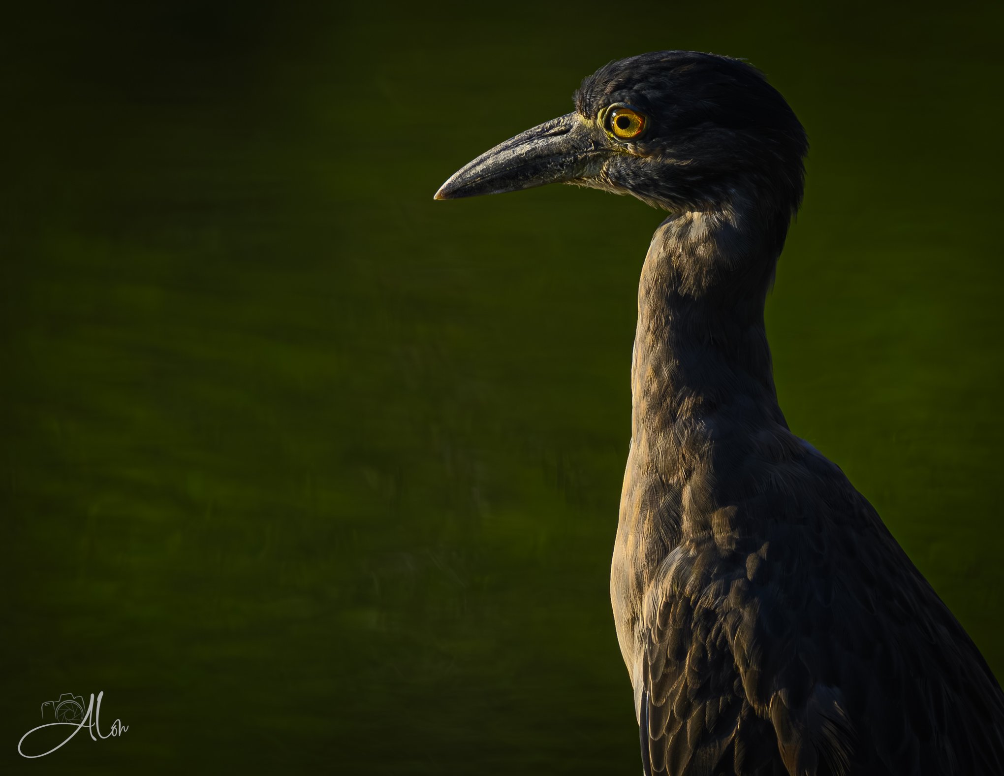 Moody Yellows (Yellow-Crowned Night Heron) 20260731_0042