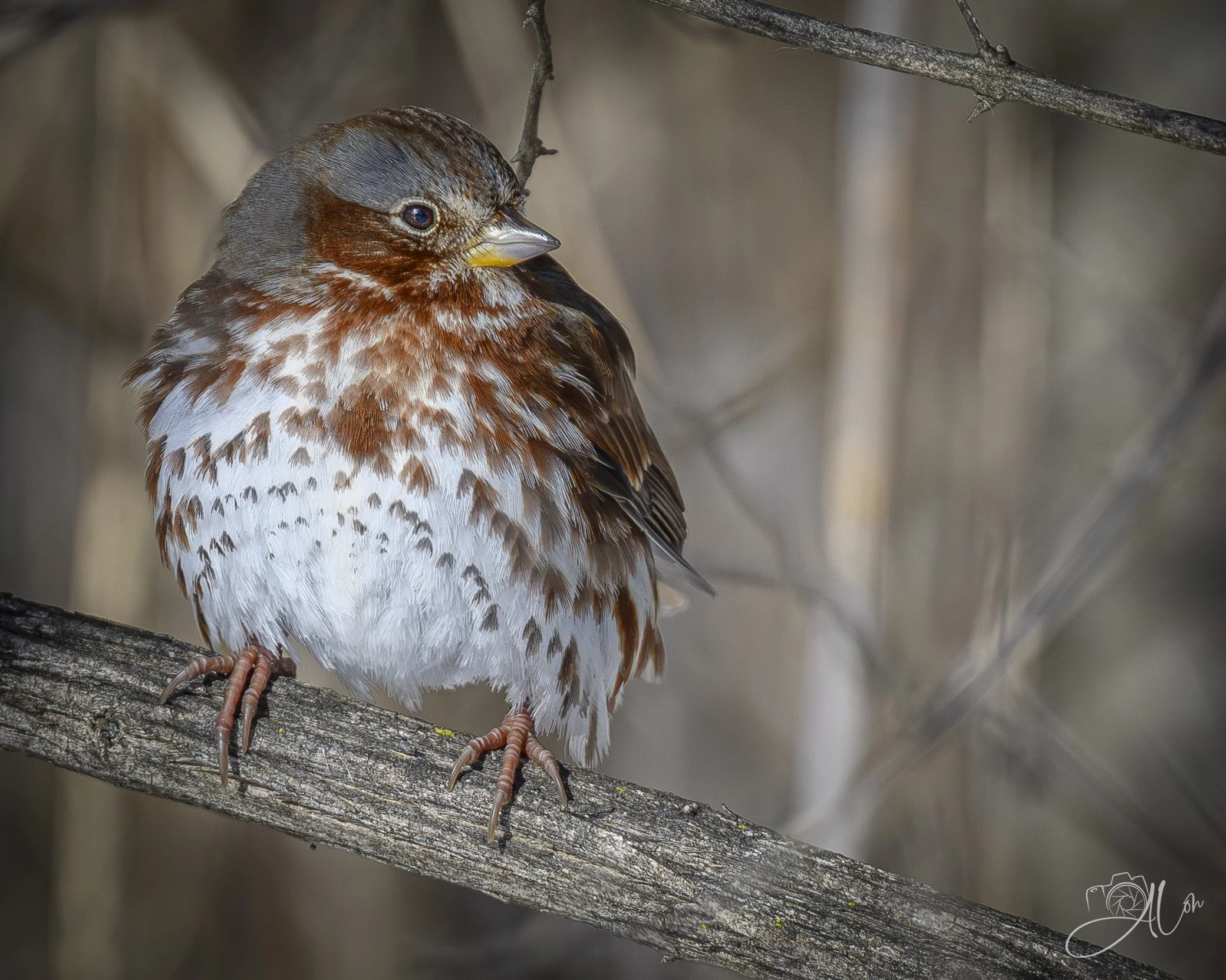 20th Century Sparrow
(Fox Sparrow)
0Z83897