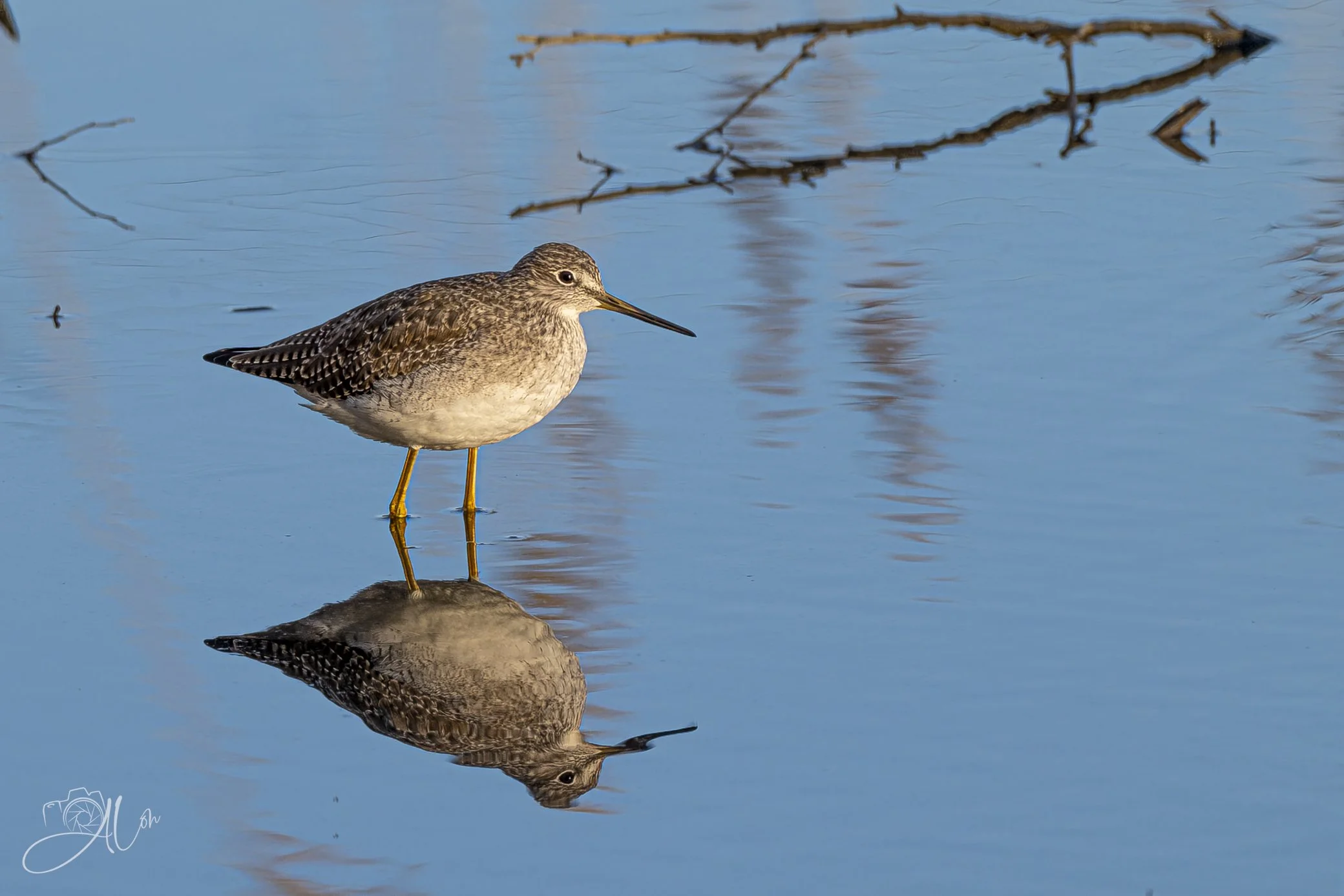 Duplicitous
(Greater Yellow-Legs)
0Z82661