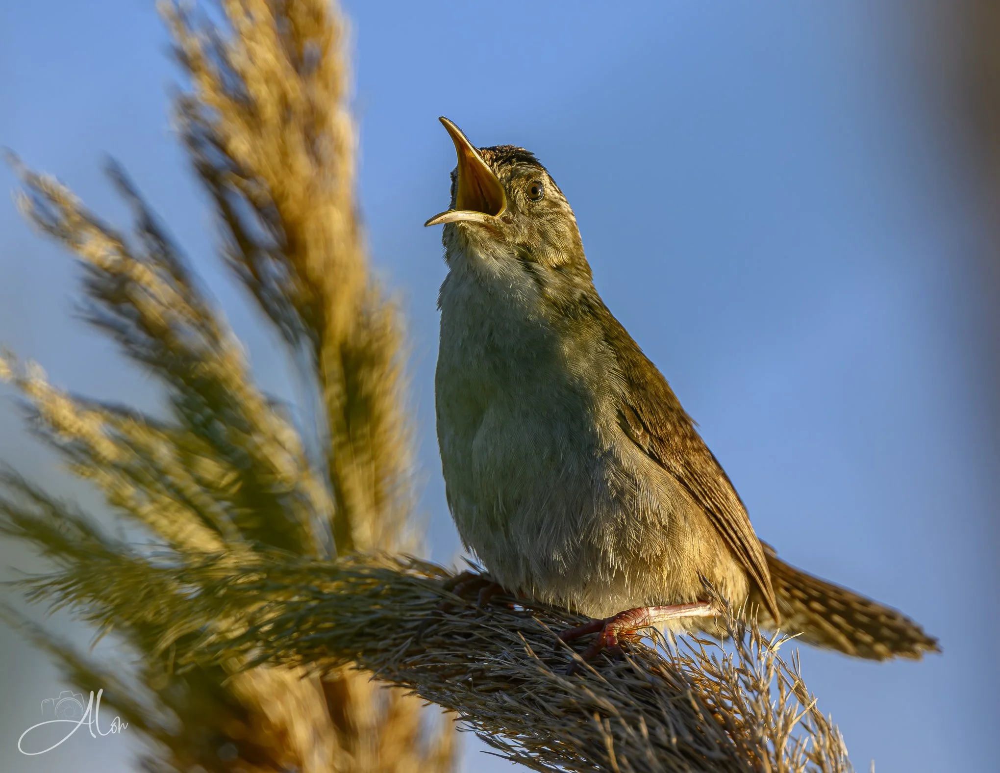 Raising a Stink (Marsh Wren) Z8070826_4960