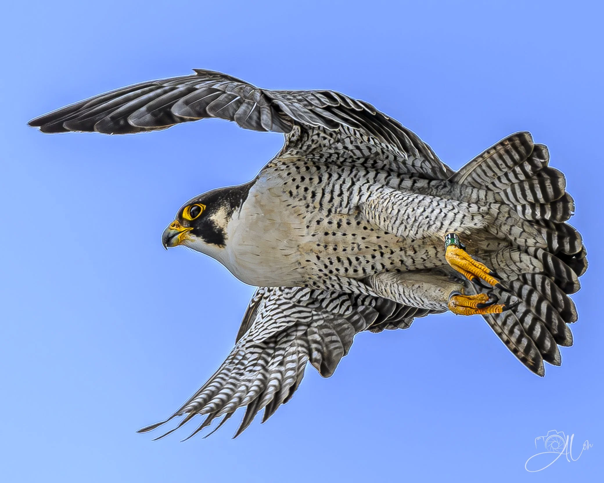 Let Me Wrap My Wings Around You
(Peregrine Falcon)
0Z82895