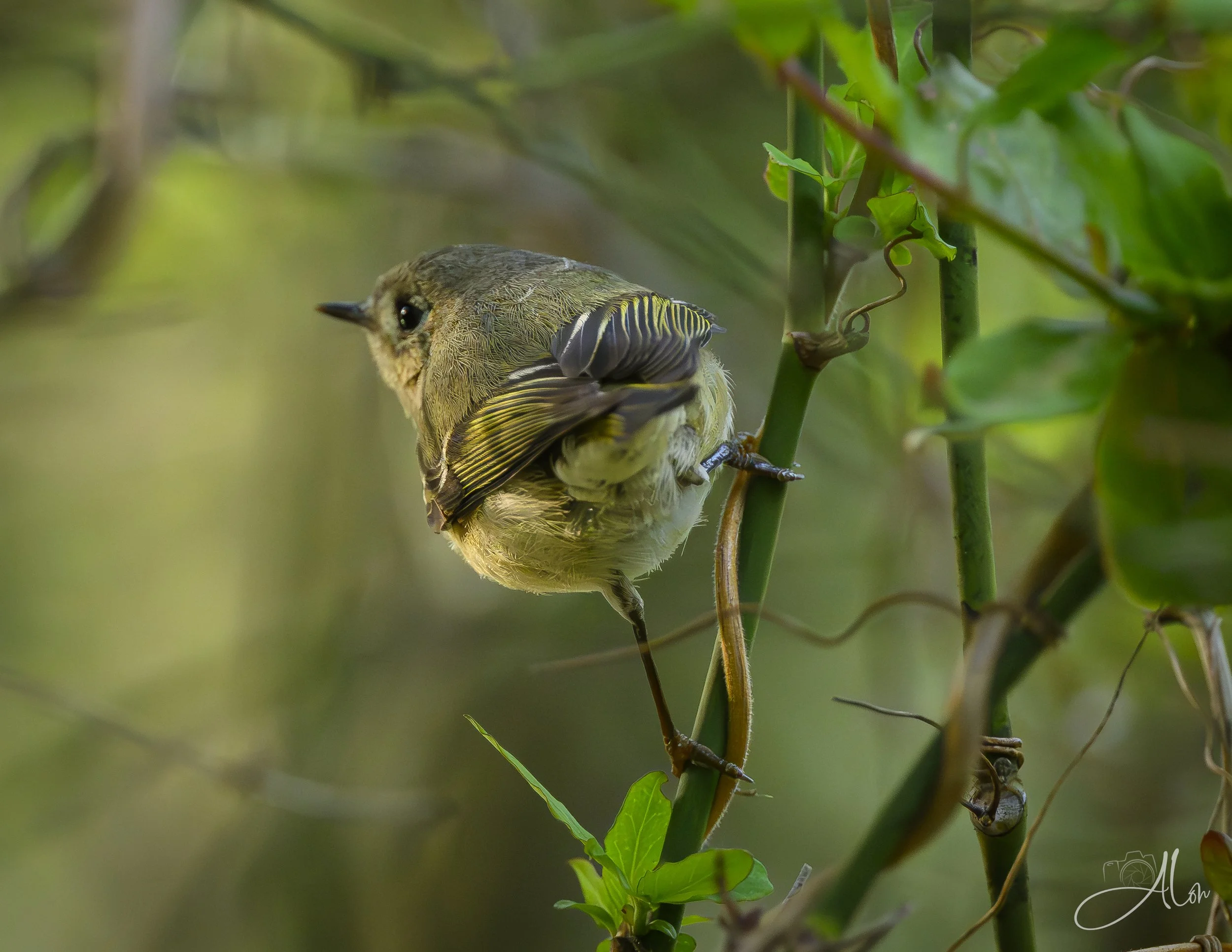 Terrarium (Ruby-Crowned Kinglet) 0Z83182
