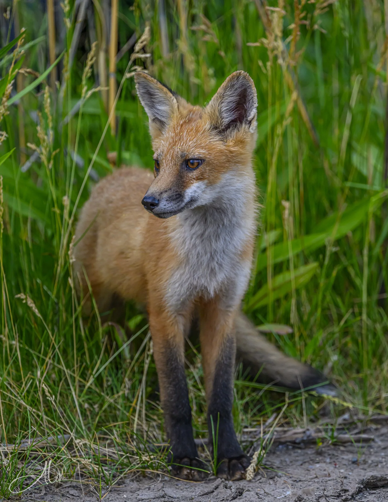 Red Fox