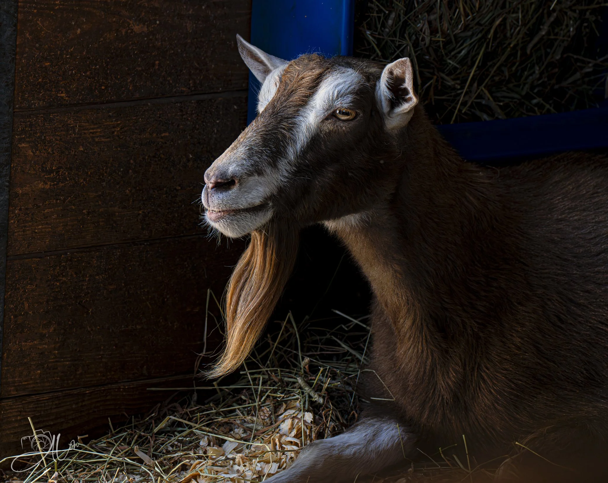 I'm Ba'a'a'a'a'ack!
(Goat)
0Z88494