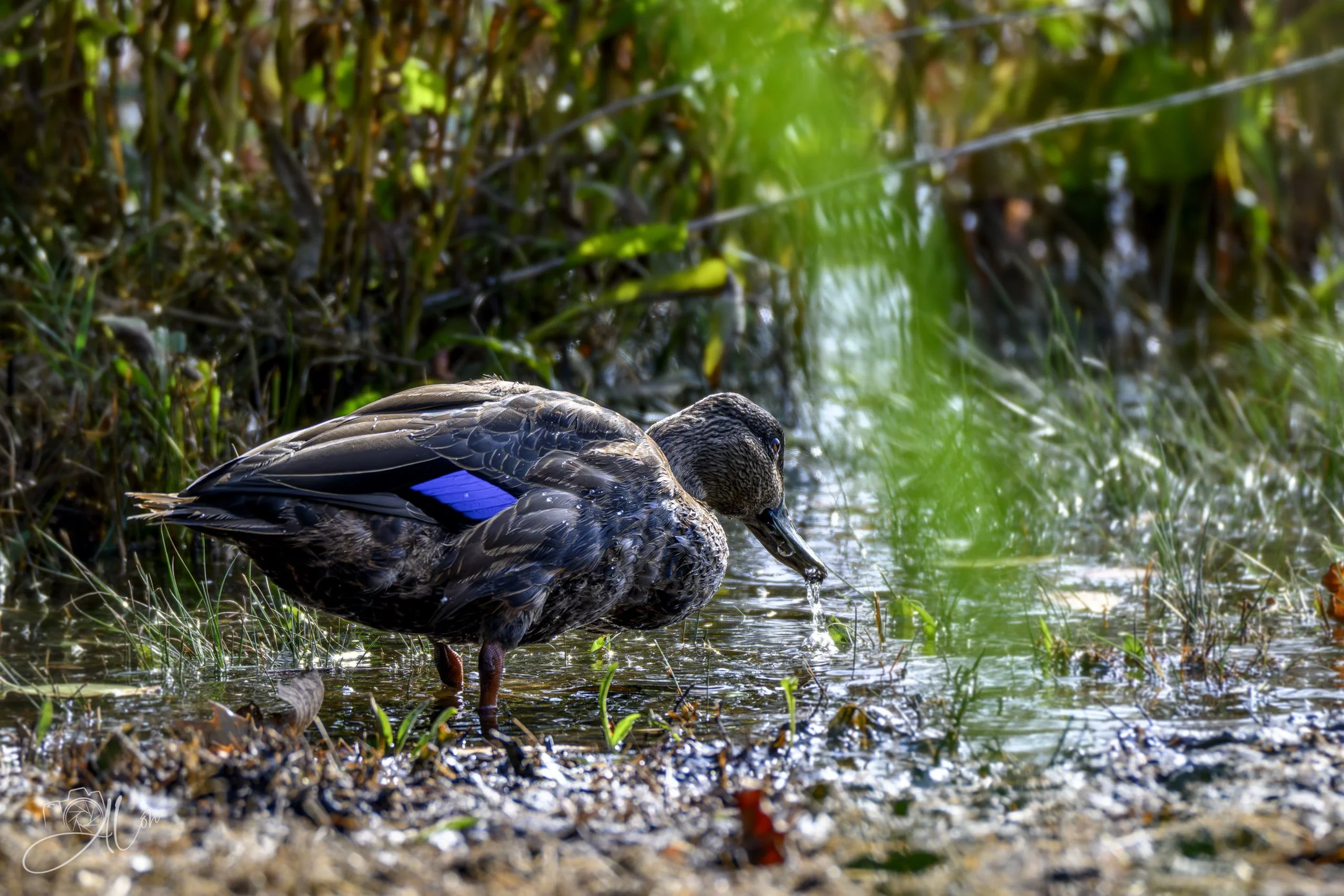 Blue on Black
(Black Duck)
0Z81343