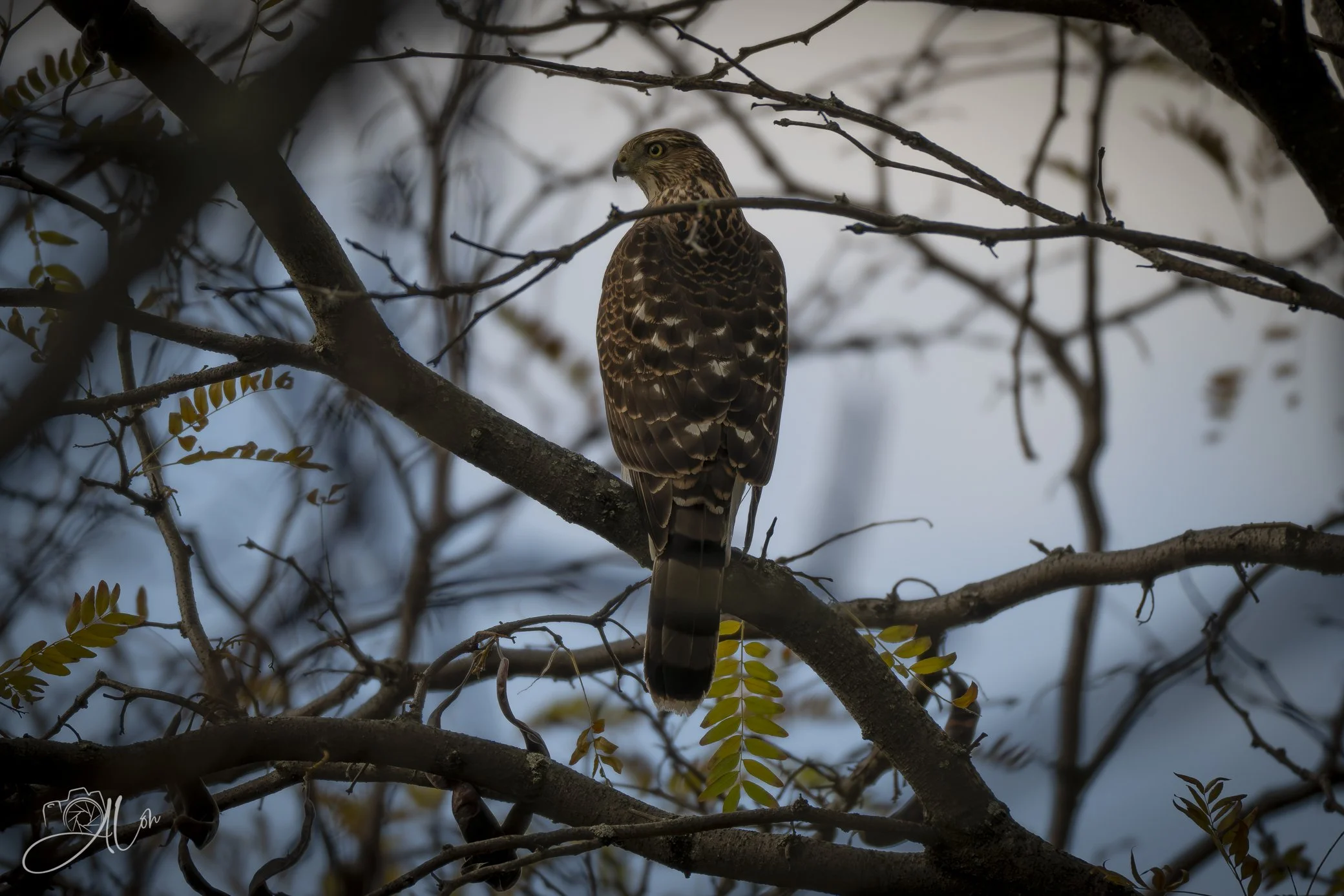 In the Midst of it All
(Cooper's Hawk)
0Z81714