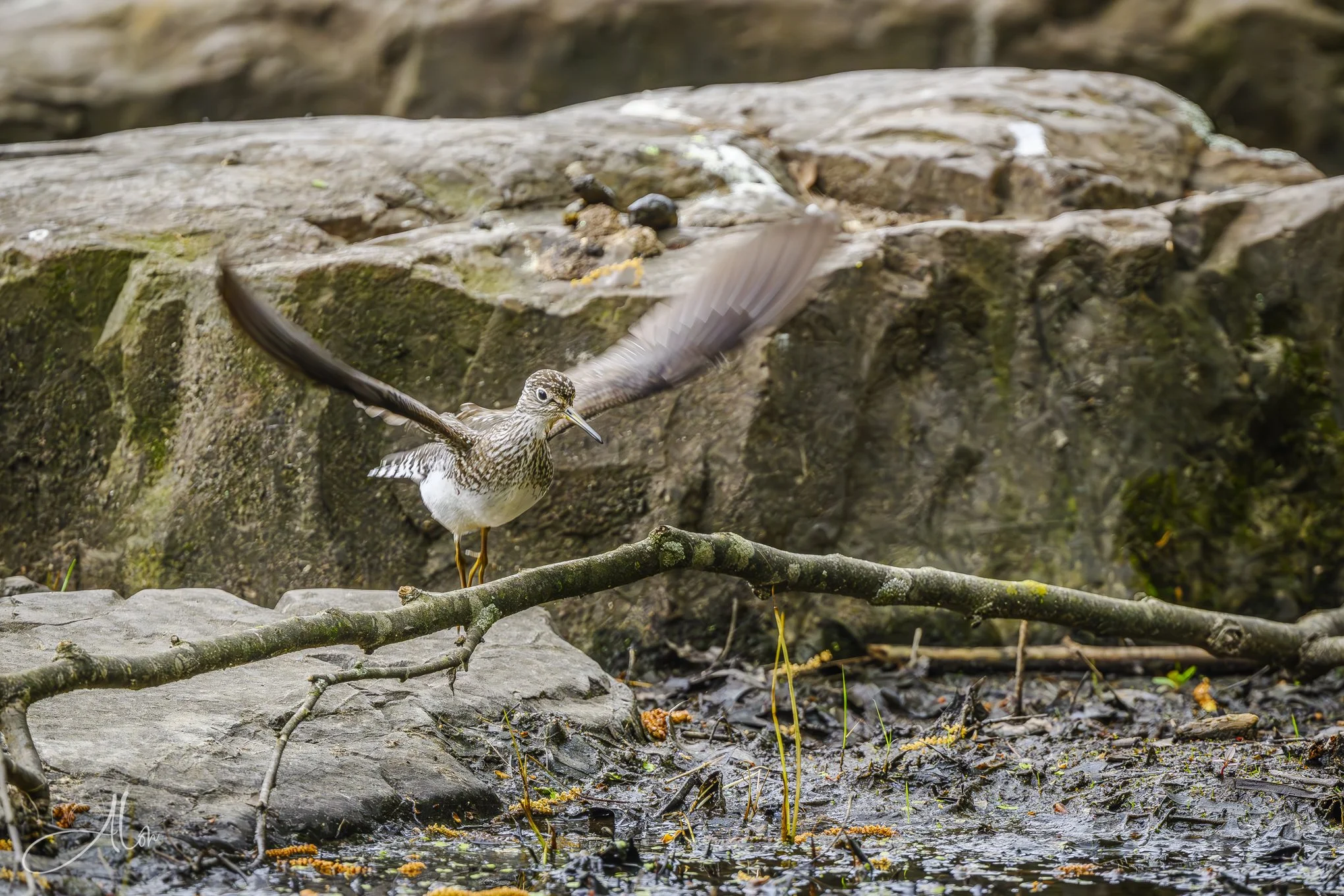 Lone Flapper
(Solitary Sandpiper)
0Z83361
