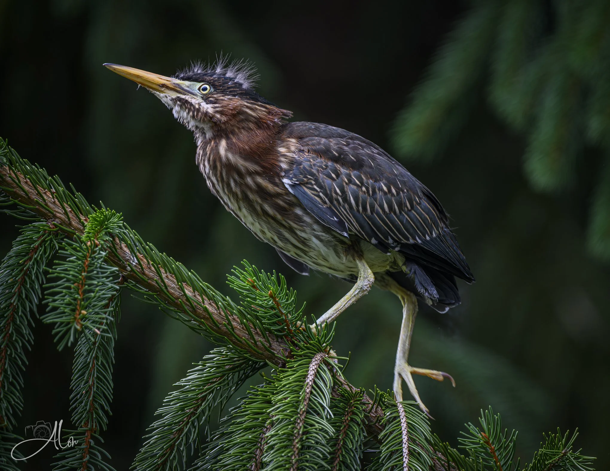 Toddler (Green Heron) 20260711_0096