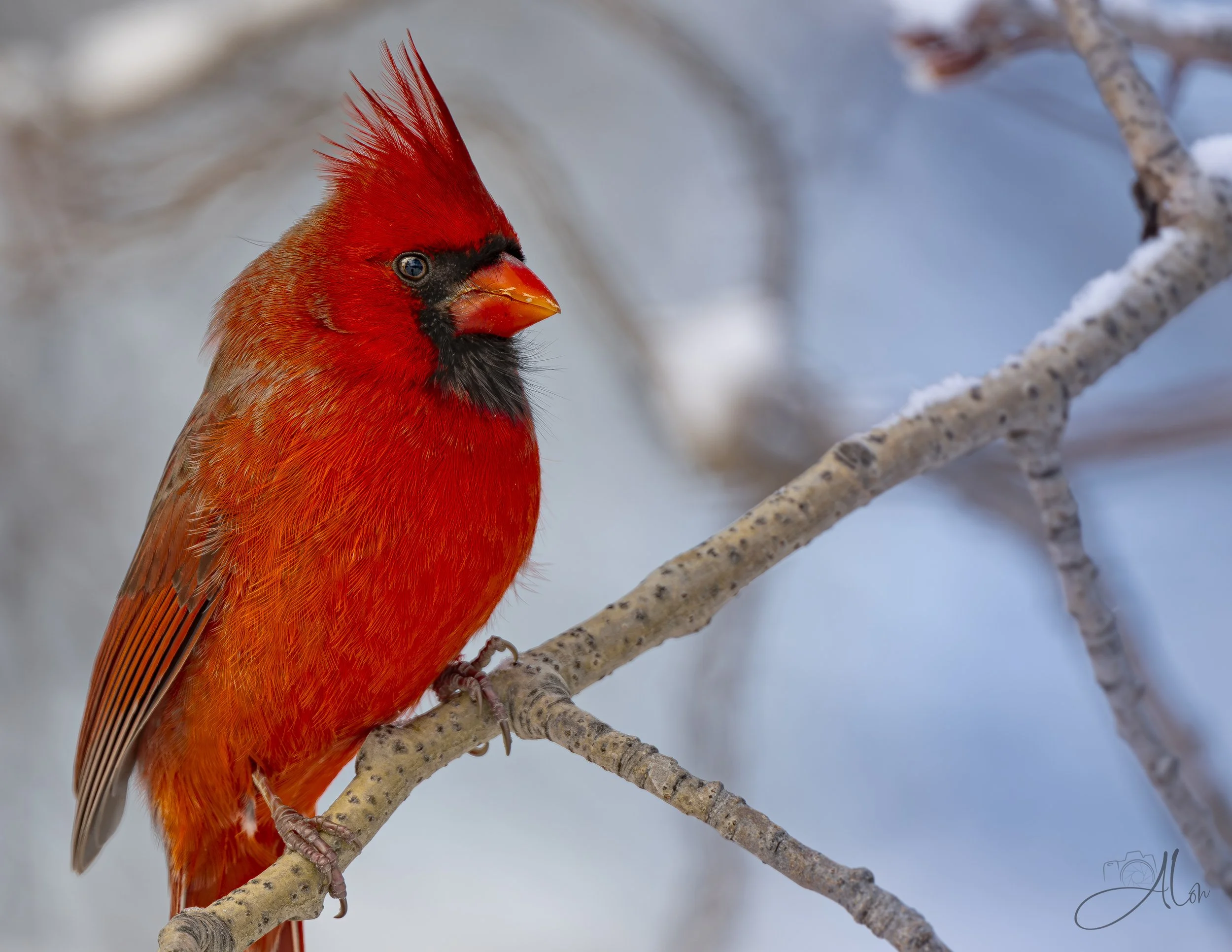 Waiting for My 15 Minutes (Northern Cardinal) 0Z87555