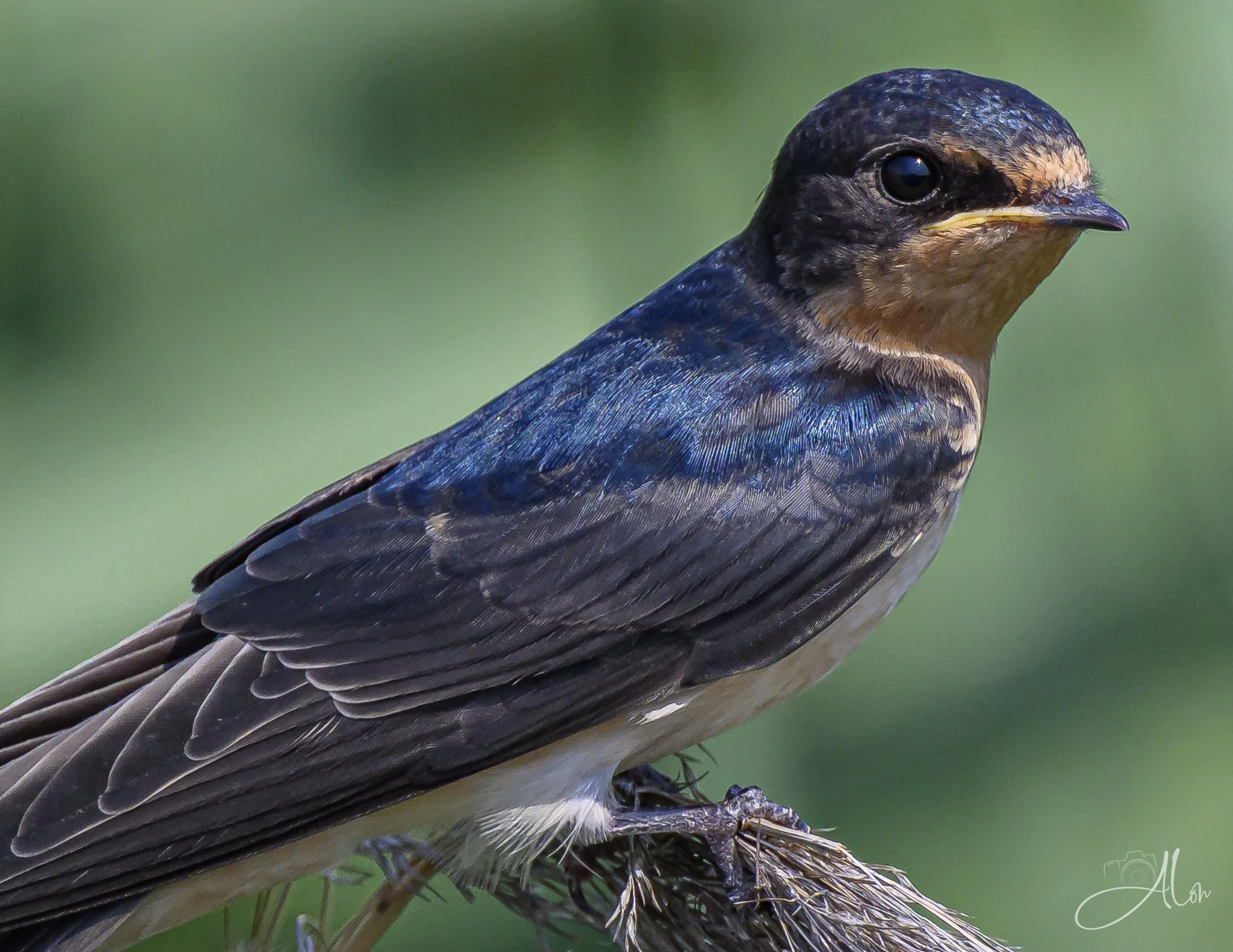 Pale Rust (Barn Swallow) Z8063026_7707