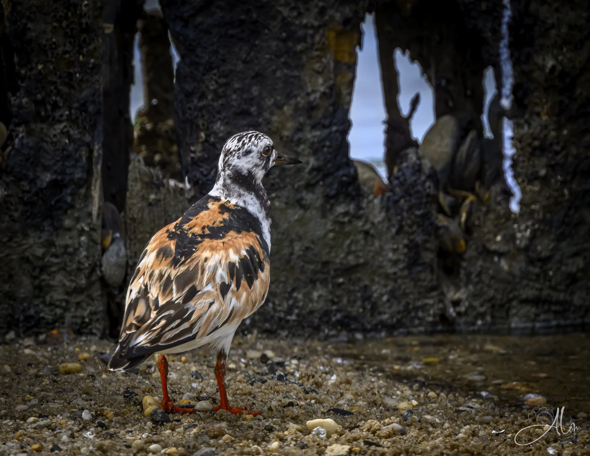 Looking Out the Window (Ruddy Turnstone) 082026_7680