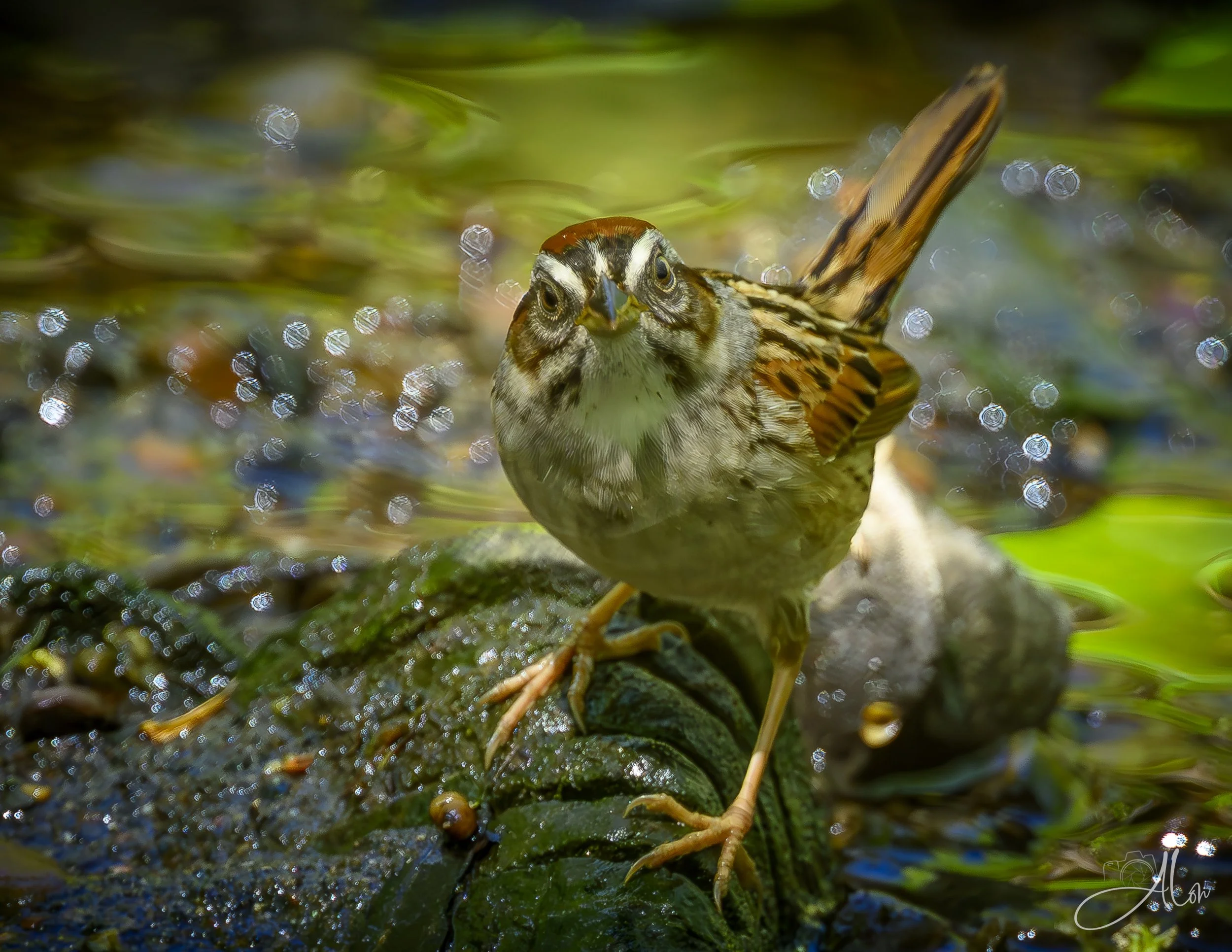 Do You Mind? (Swamp Sparrow) 0Z86698