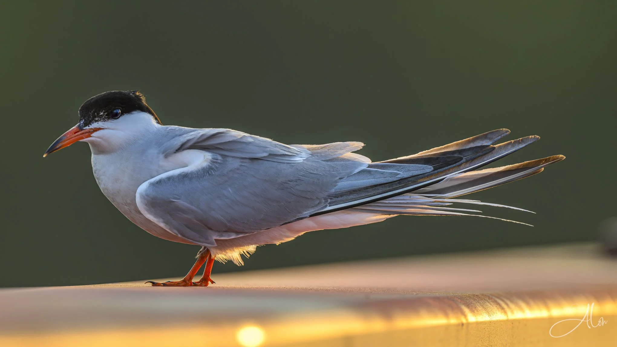 On Golden Railing (Forster's Tern) 071726_5037