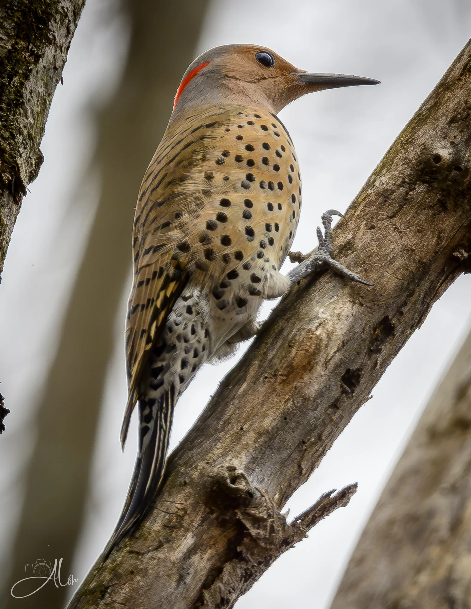Peach-Faced
(Northern Flicker)
0Z87454