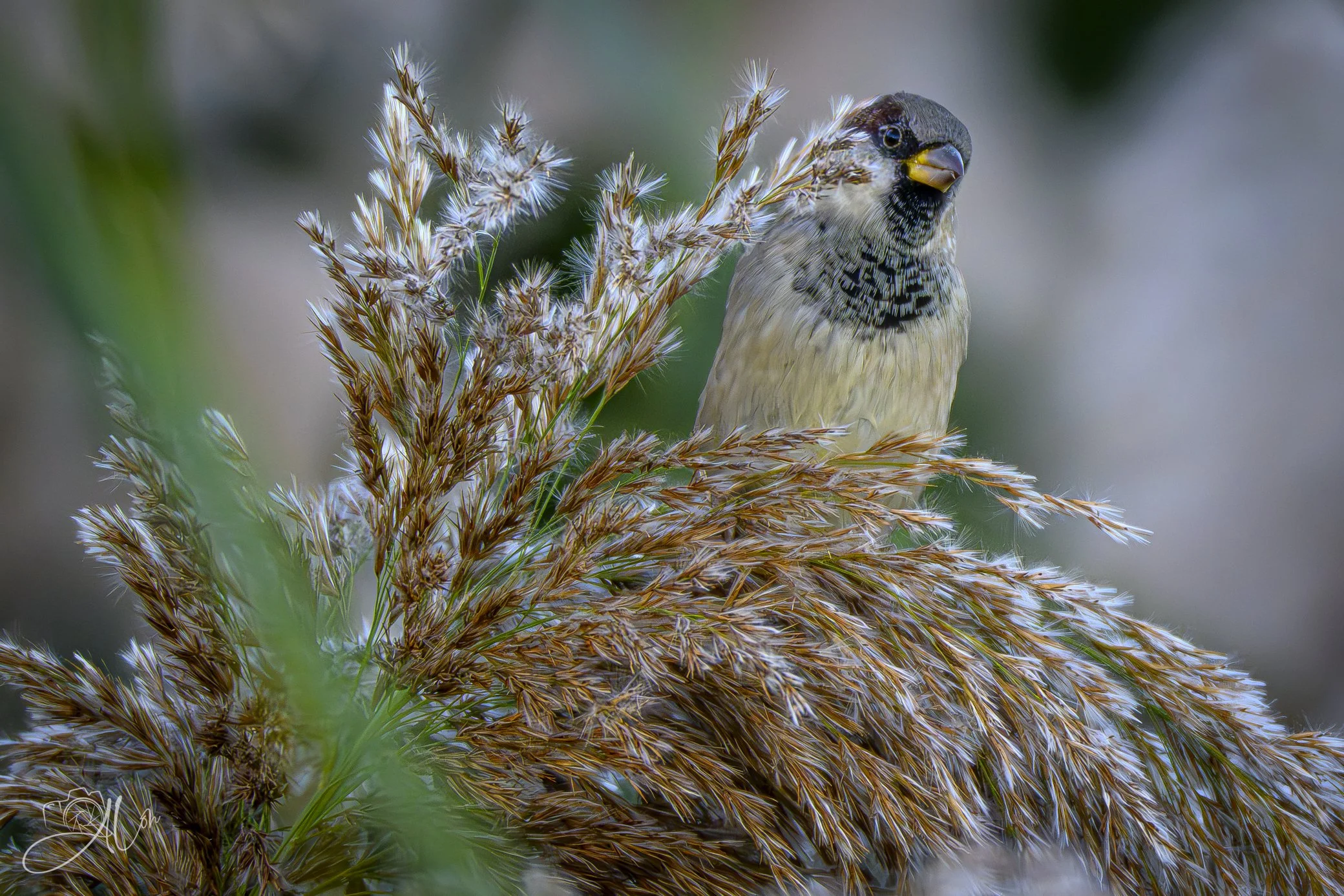Grainy Photo
(House Sparrow)
0Z80746