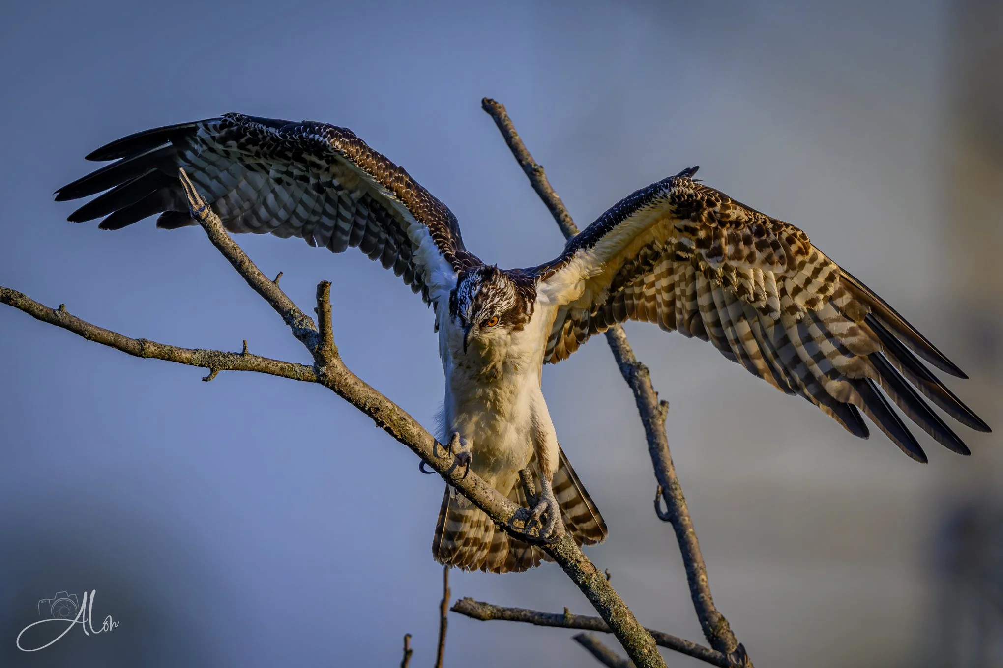 Out of Balance (Osprey) 082426_1763