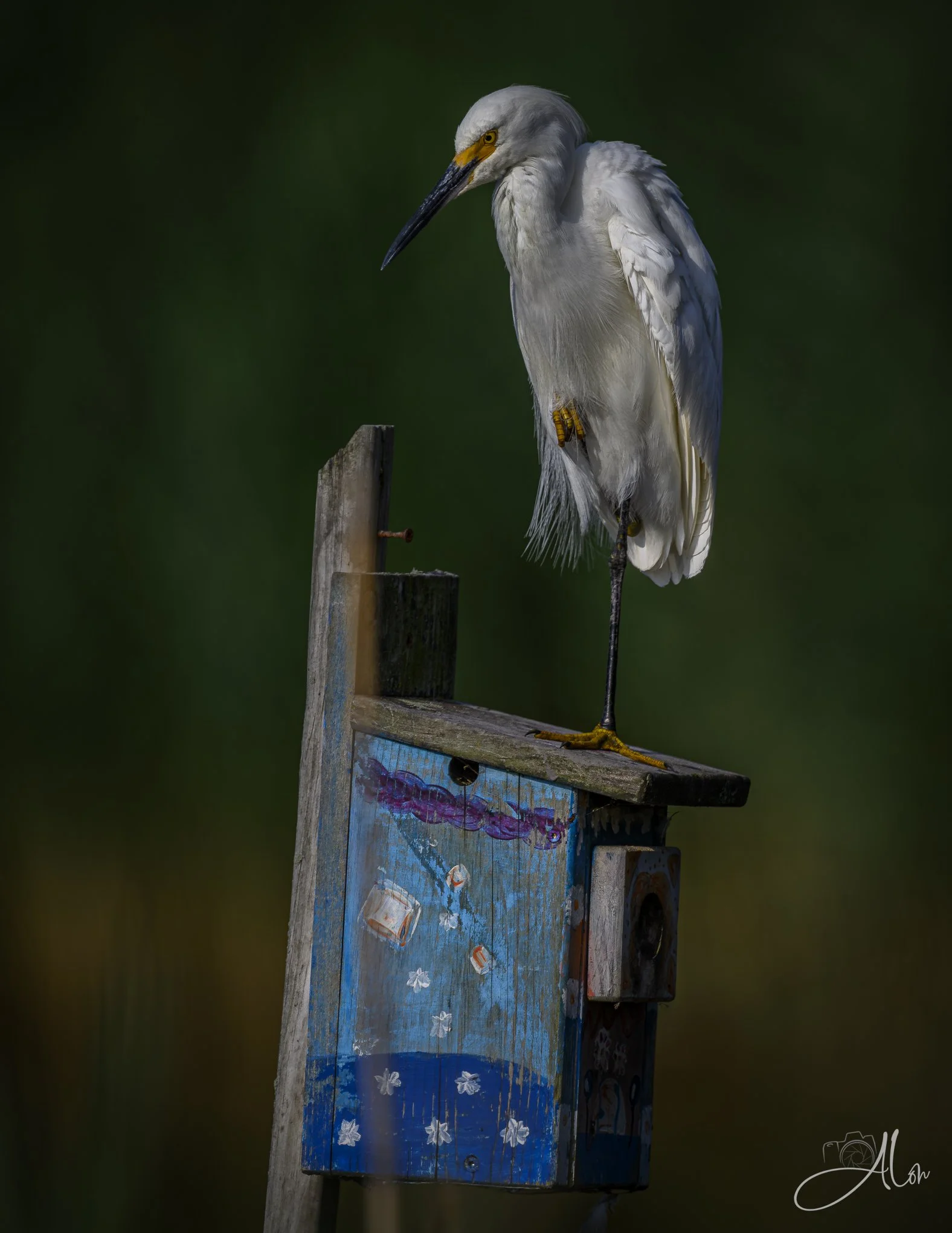 Starry Night 4 (Snowy Egret) 071226_5030