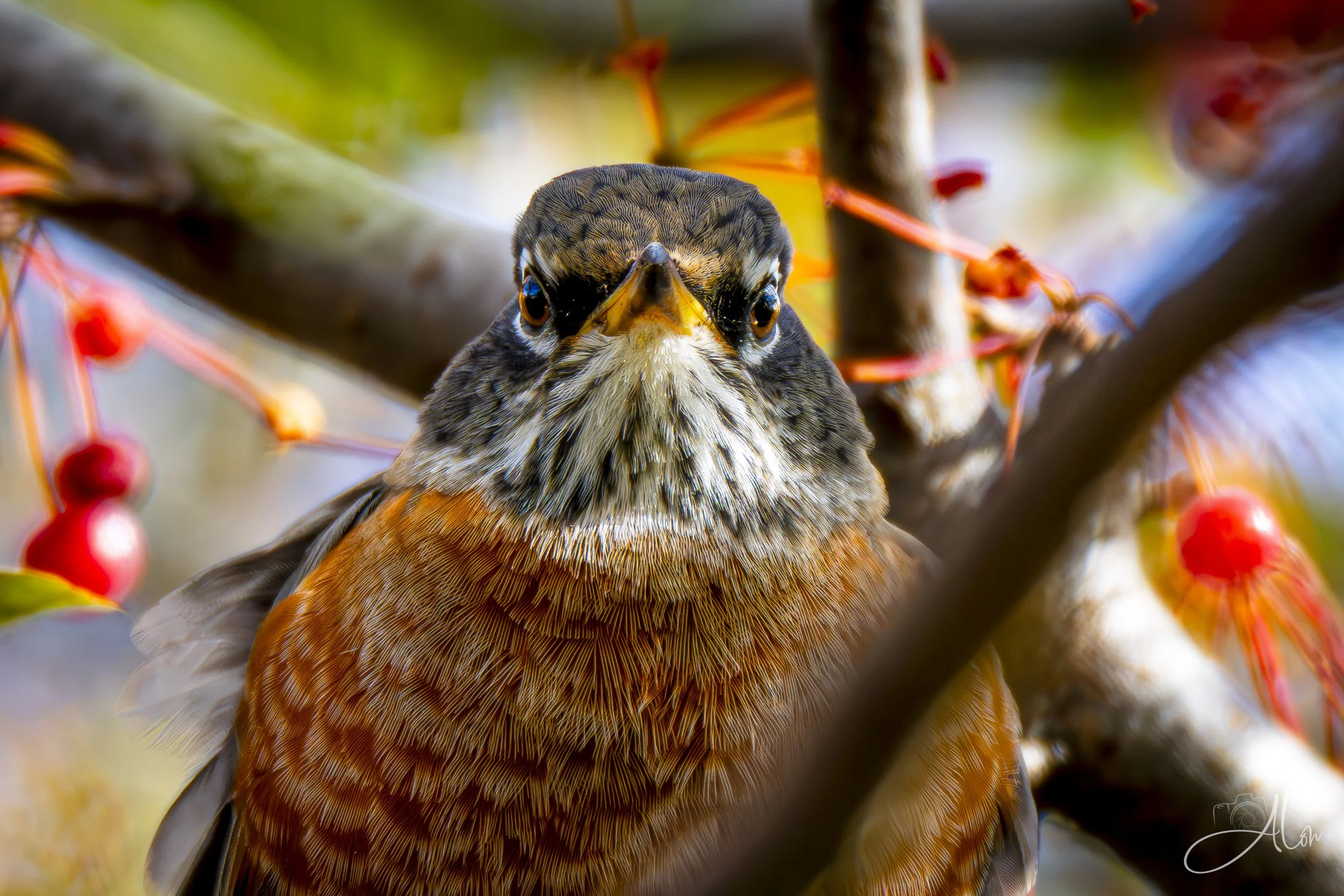The Gauntlet (American Robin) 0Z82966